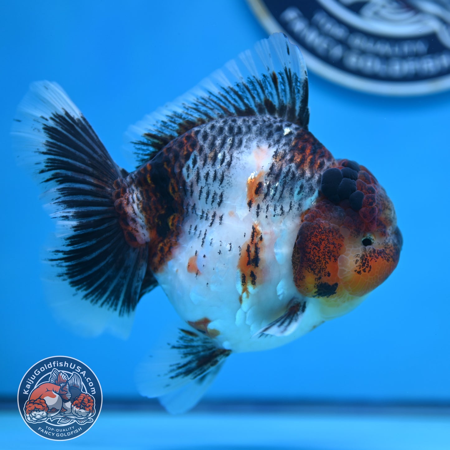 Grey Kirin Rose Tail Oranda 4 inches Body (250516_OR10)
