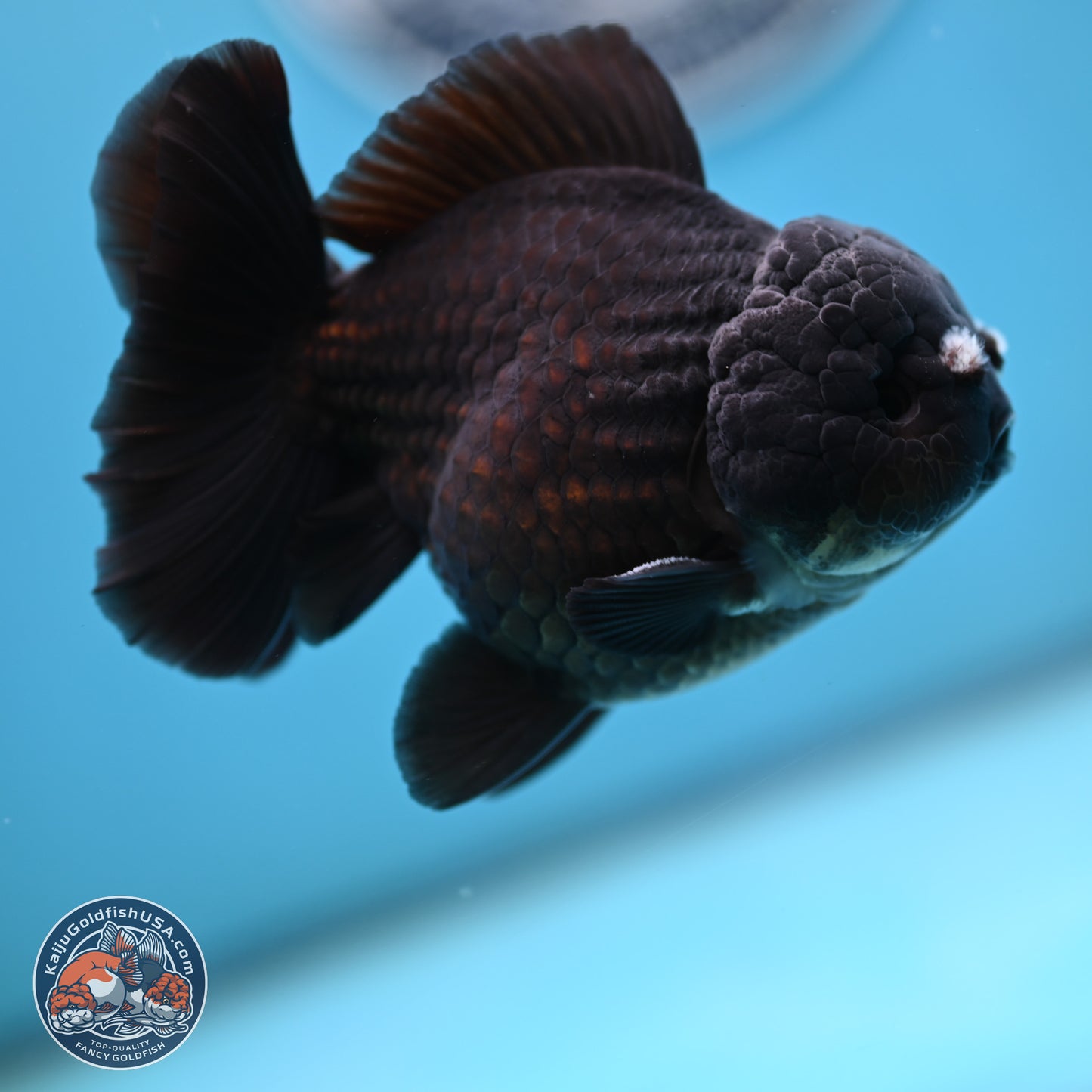 Black YuanBao Oranda 3.5 inches Body - Male (250221_OR10)