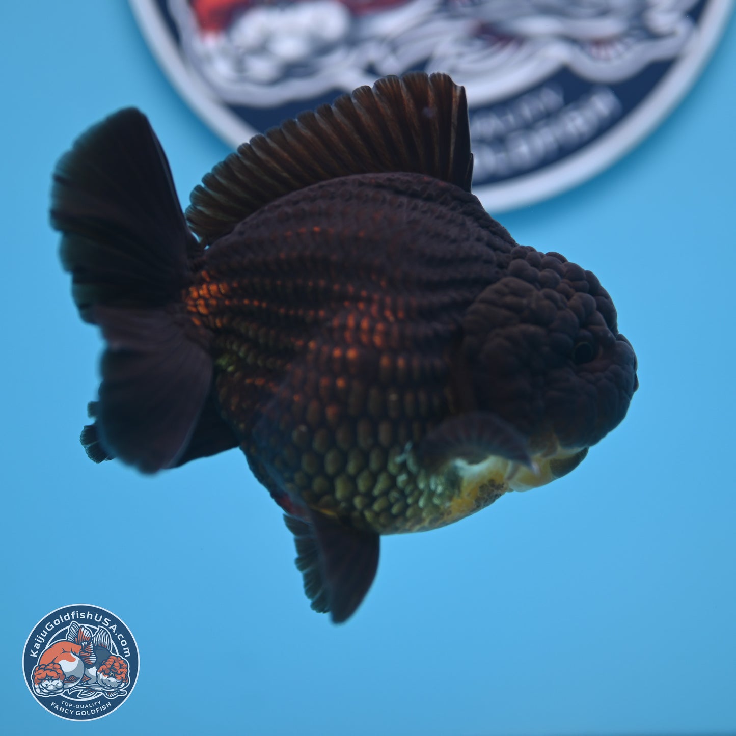Jet Black YuanBao Oranda 4 inches (241018_OR10) - Kaiju Goldfish USA