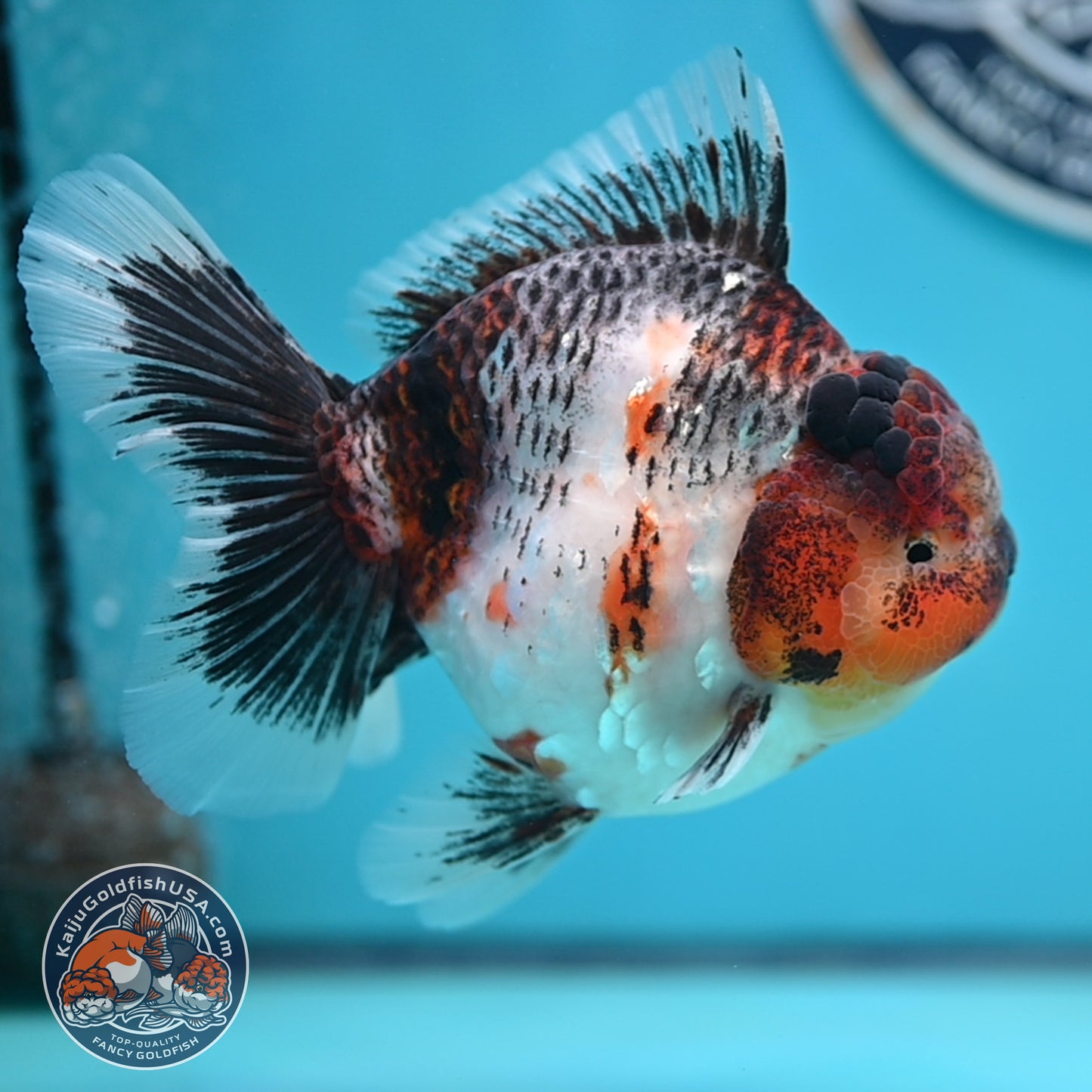 Grey Kirin Rose Tail Oranda 4 inches Body (250516_OR10)