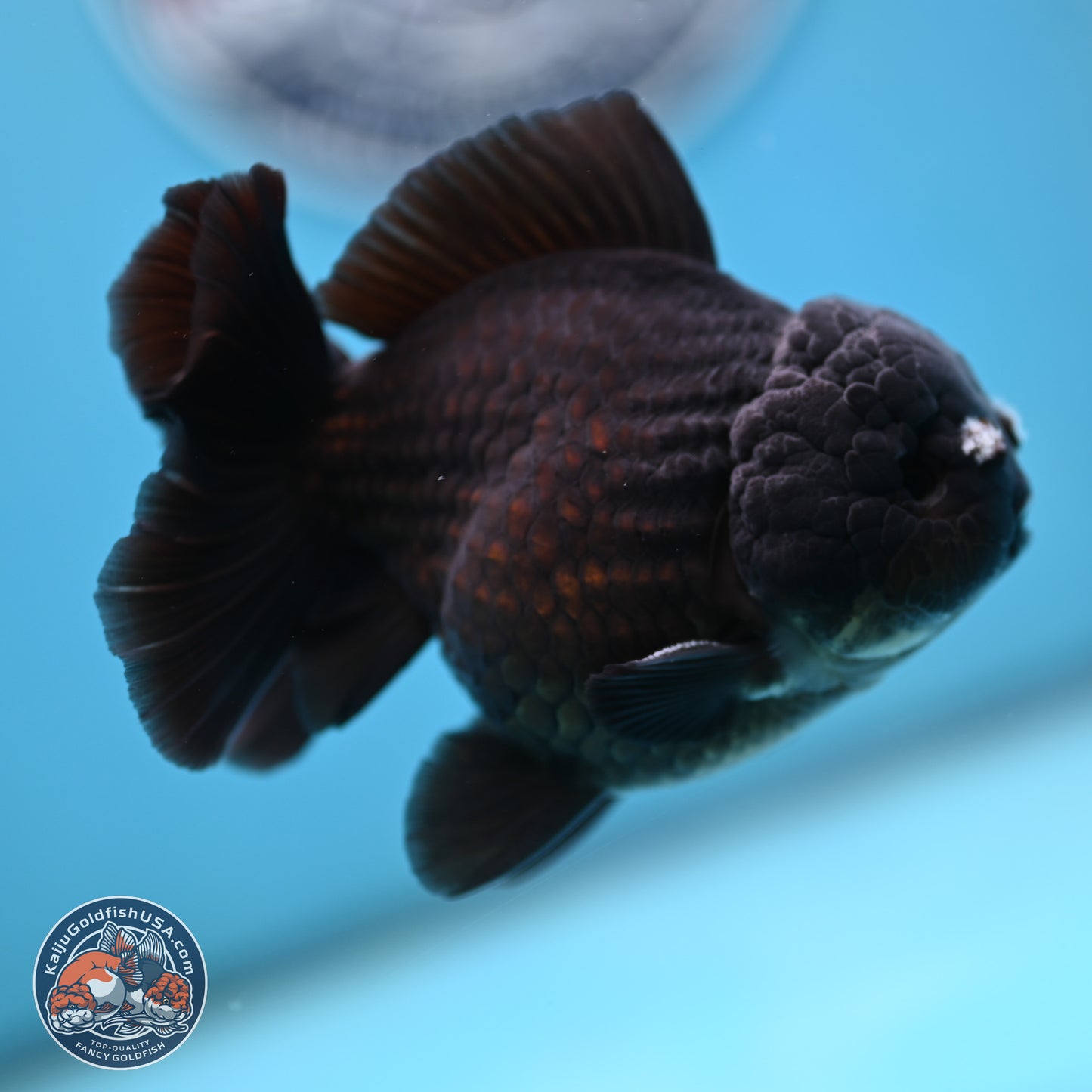 Black YuanBao Oranda 3.5 inches Body - Male (250221_OR10)