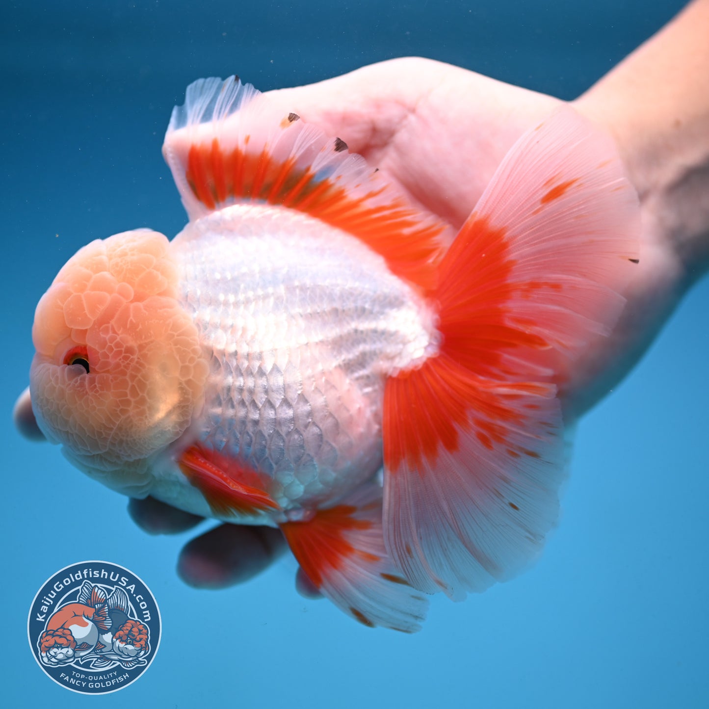 AAA Grade Jade Head Rose Tail Oranda 4.5 inch Body (250912_OR10)