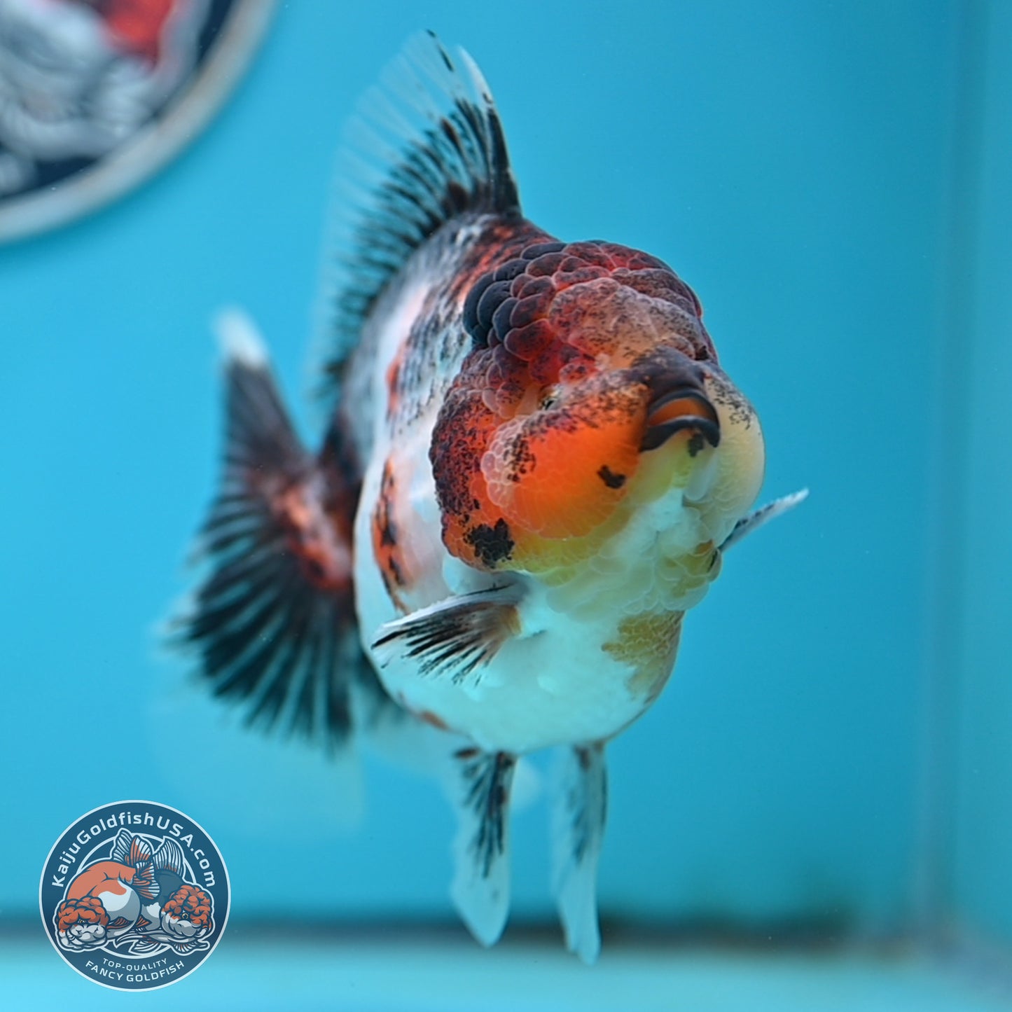 Grey Kirin Rose Tail Oranda 4 inches Body (250516_OR10)