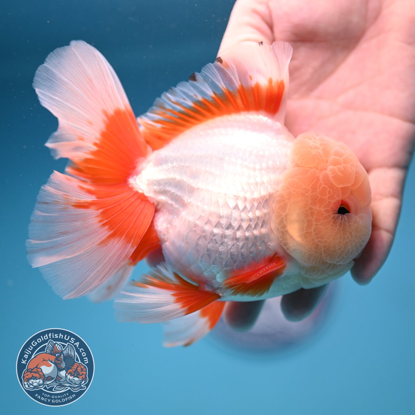 AAA Grade Jade Head Rose Tail Oranda 4.5 inch Body (250912_OR10)