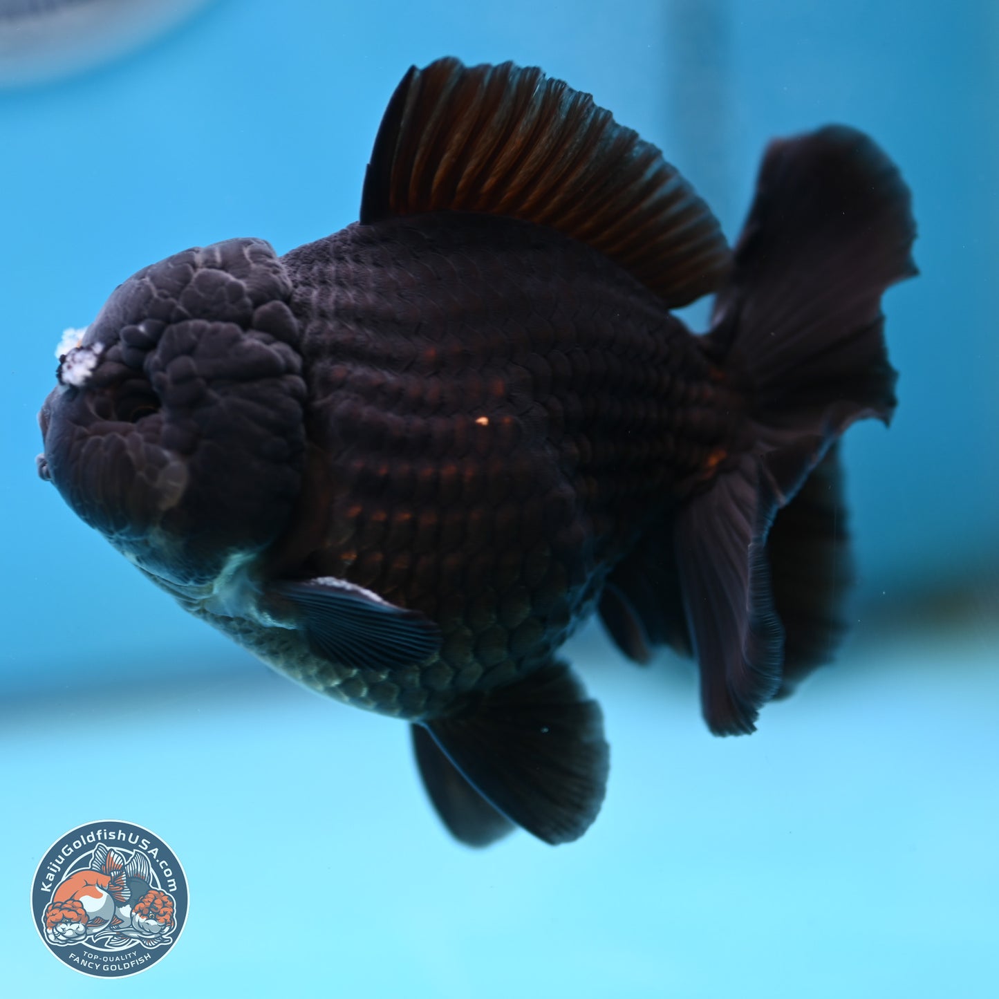 Black YuanBao Oranda 3.5 inches Body - Male (250221_OR10)