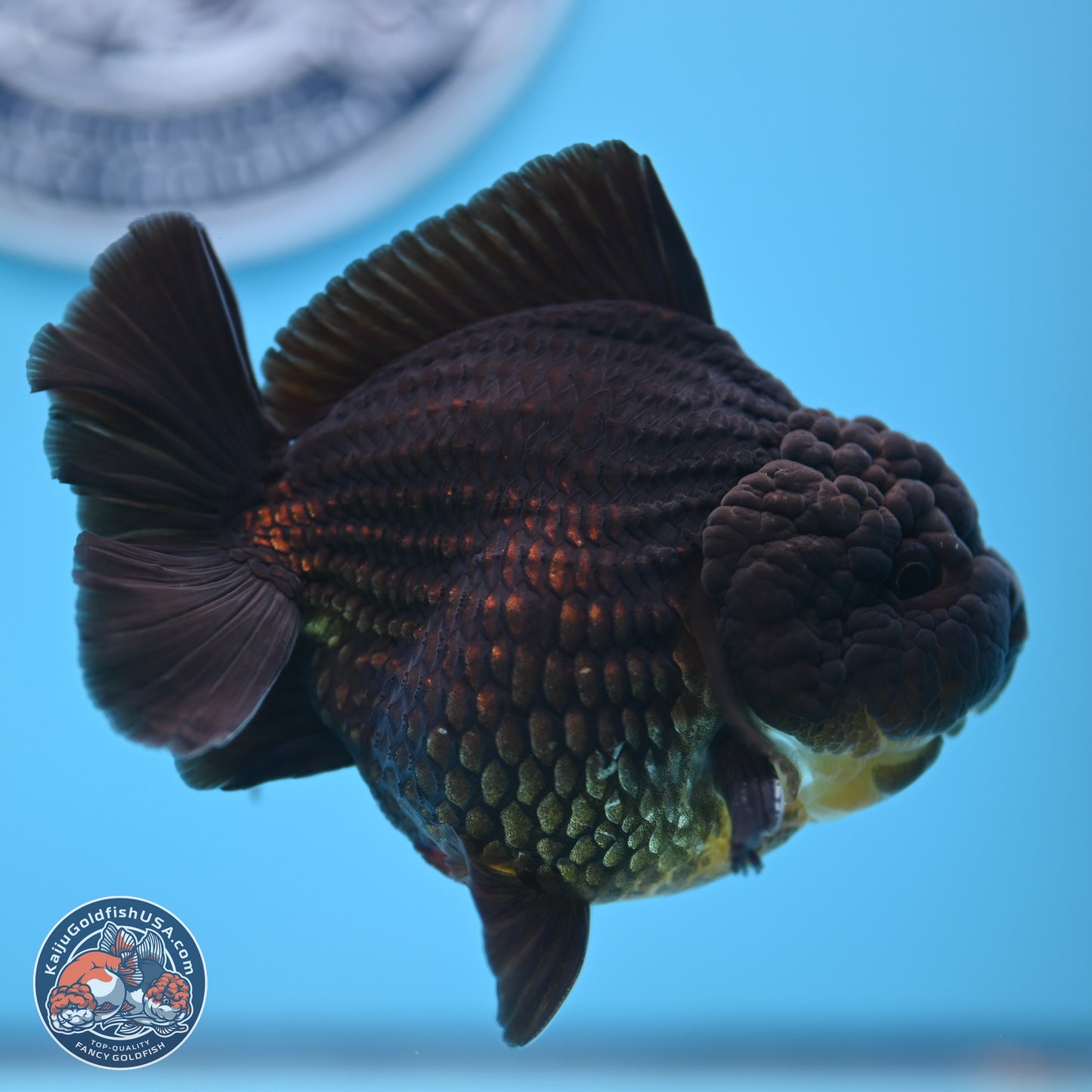 Jet Black YuanBao Oranda 4 inches (241018_OR10) - Kaiju Goldfish USA