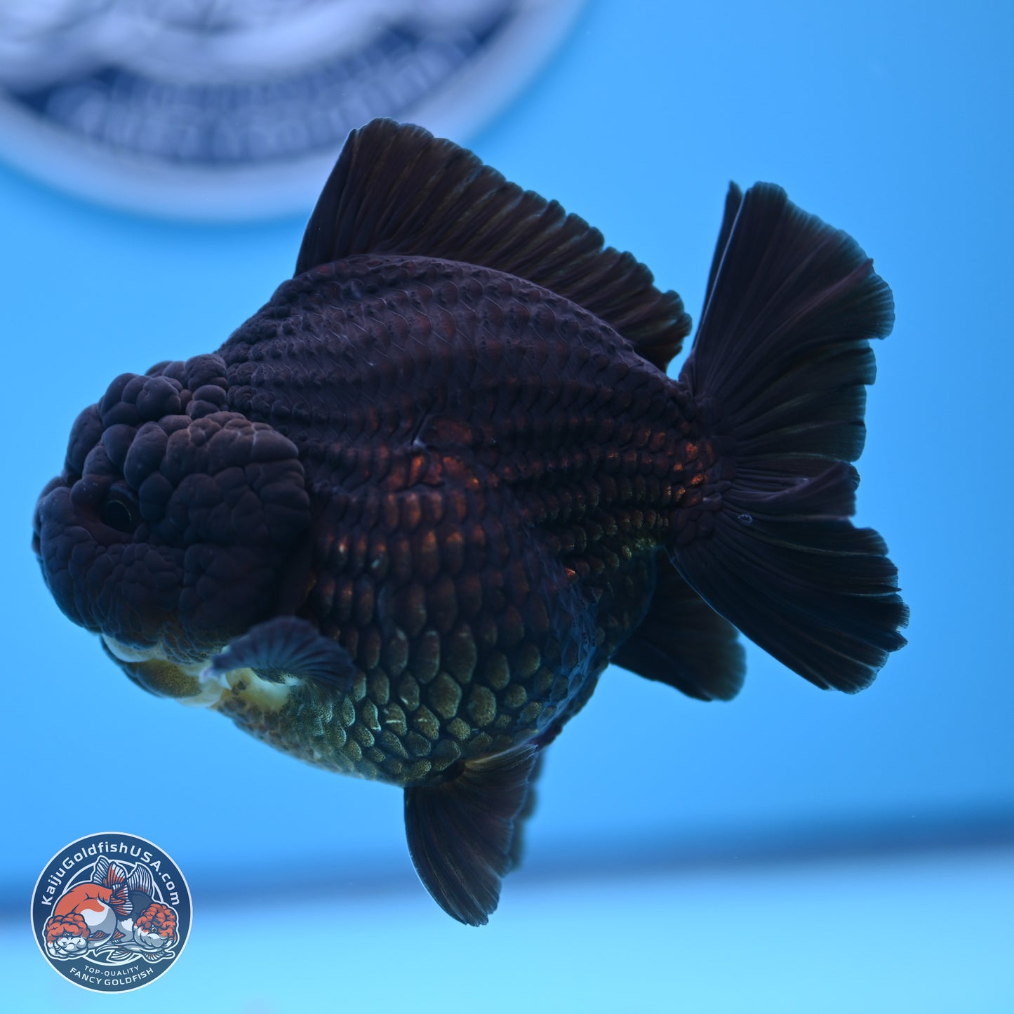 Jet Black YuanBao Oranda 4 inches (241018_OR10) - Kaiju Goldfish USA