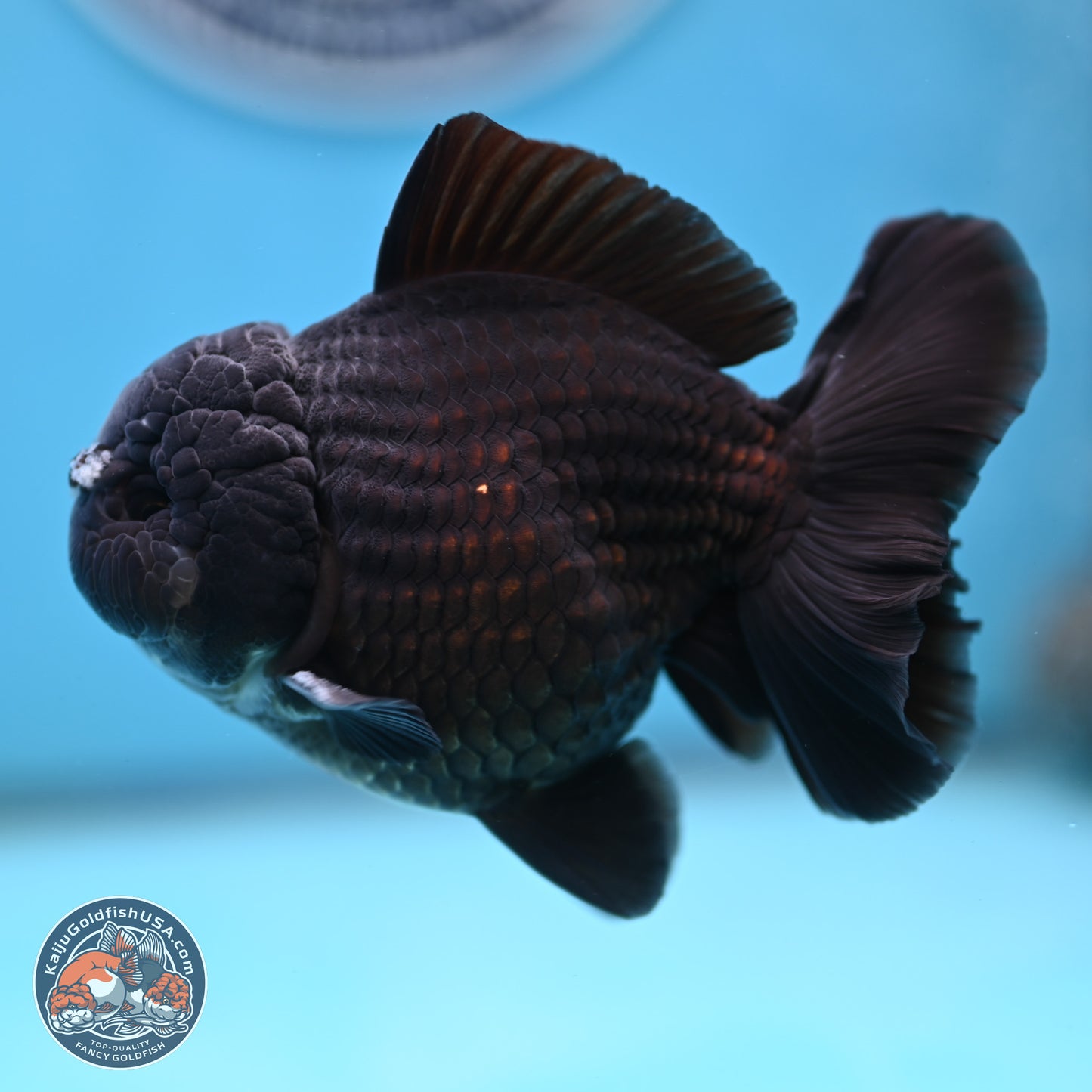 Black YuanBao Oranda 3.5 inches Body - Male (250221_OR10)