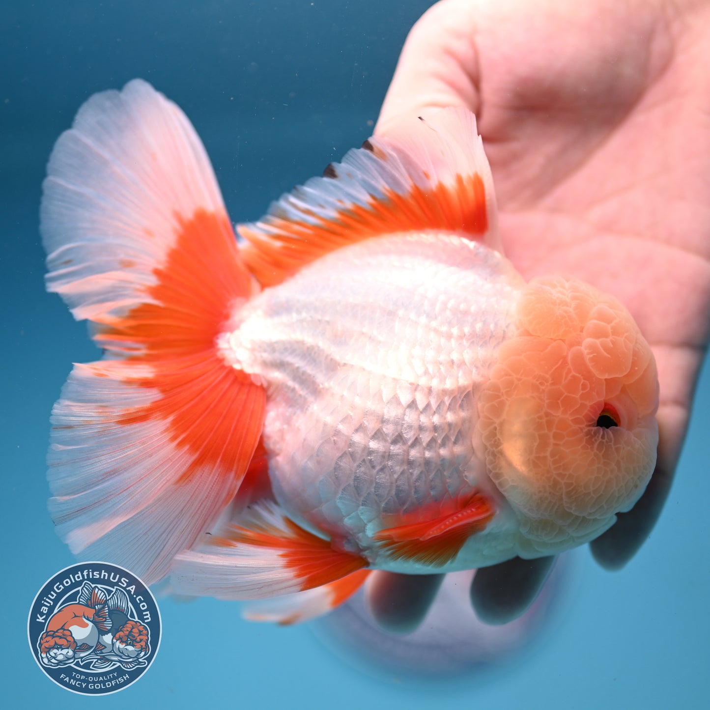 AAA Grade Jade Head Rose Tail Oranda 4.5 inch Body (250912_OR10)