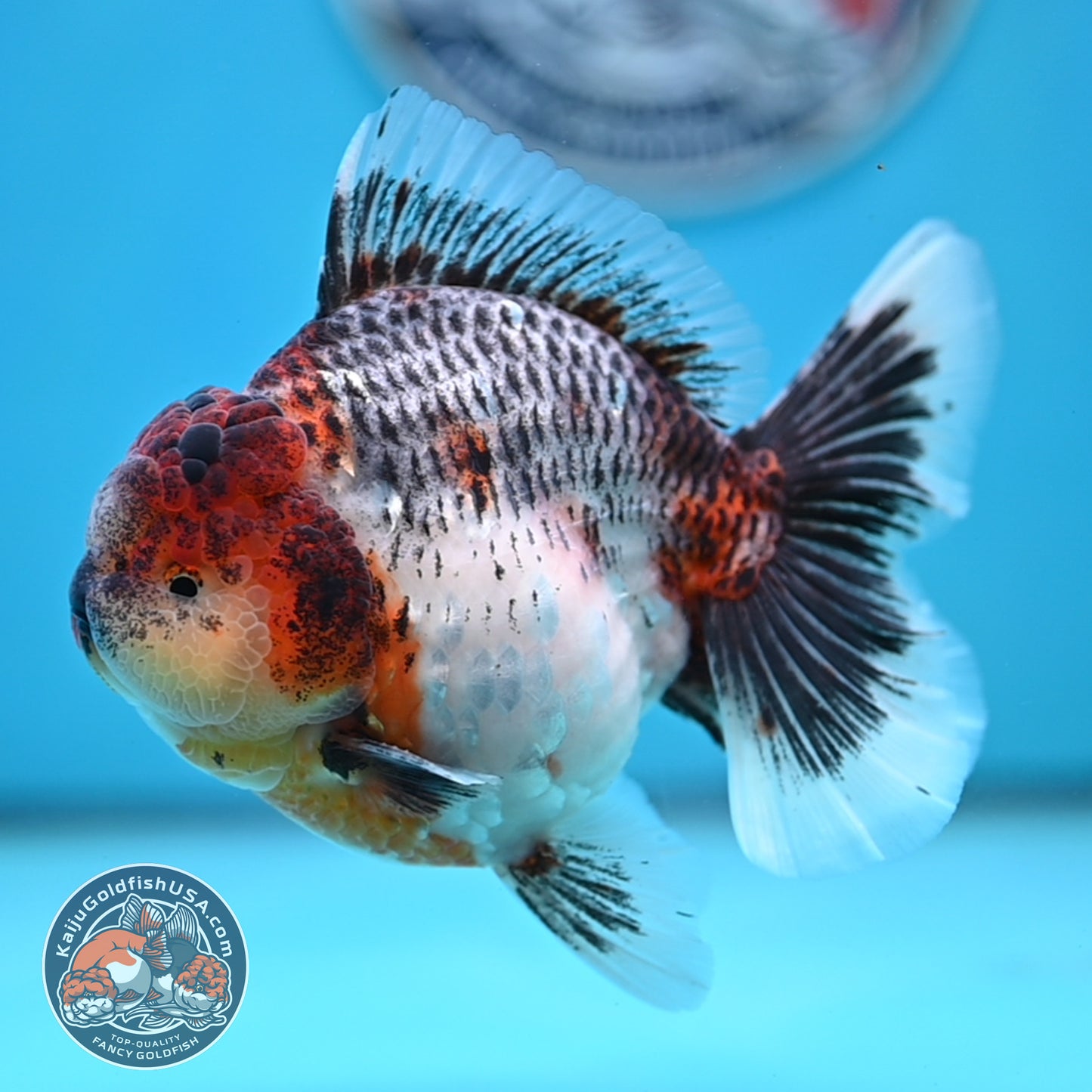 Grey Kirin Rose Tail Oranda 4 inches Body (250516_OR10)