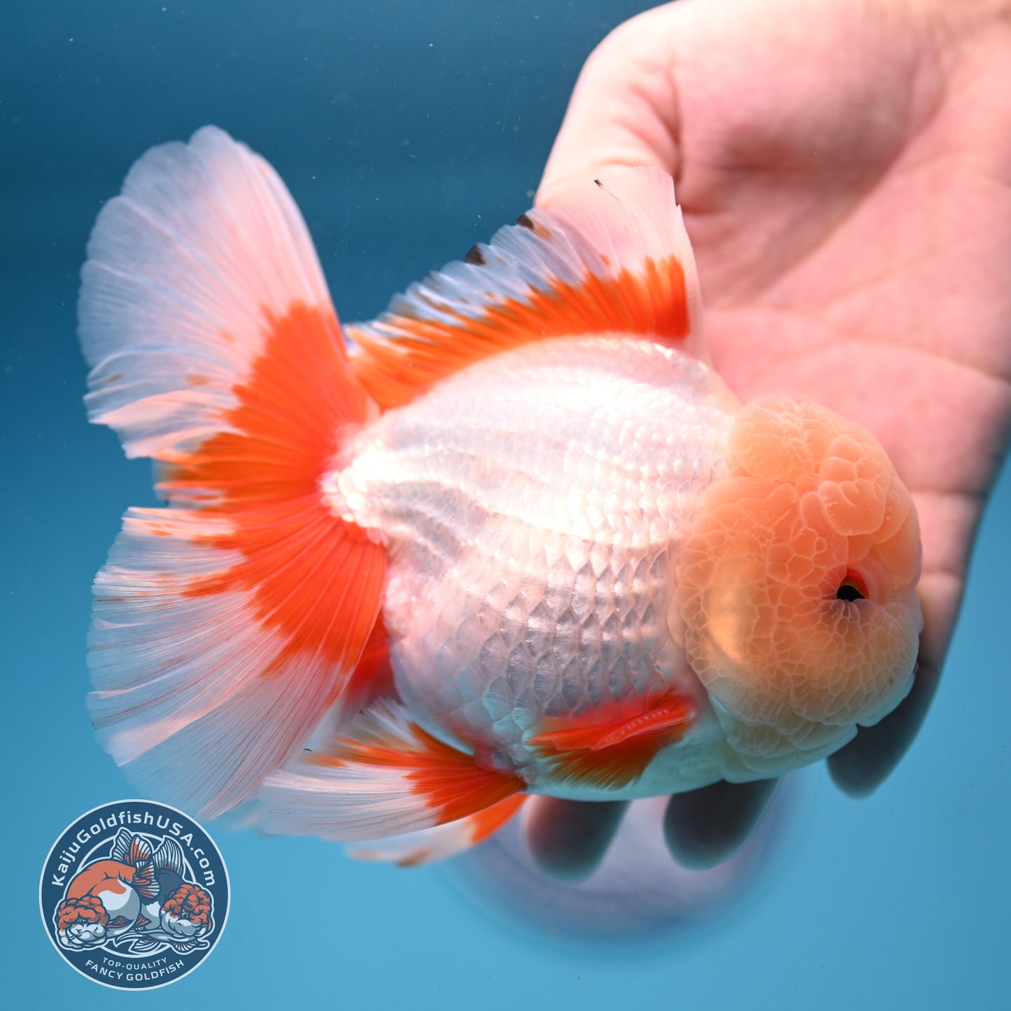 AAA Grade Jade Head Rose Tail Oranda 4.5 inch Body (250912_OR10)