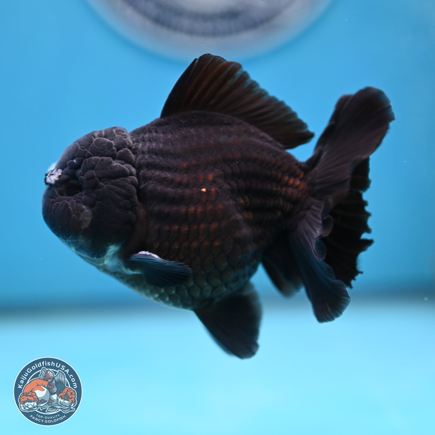 Black YuanBao Oranda 3.5 inches Body - Male (250221_OR10)