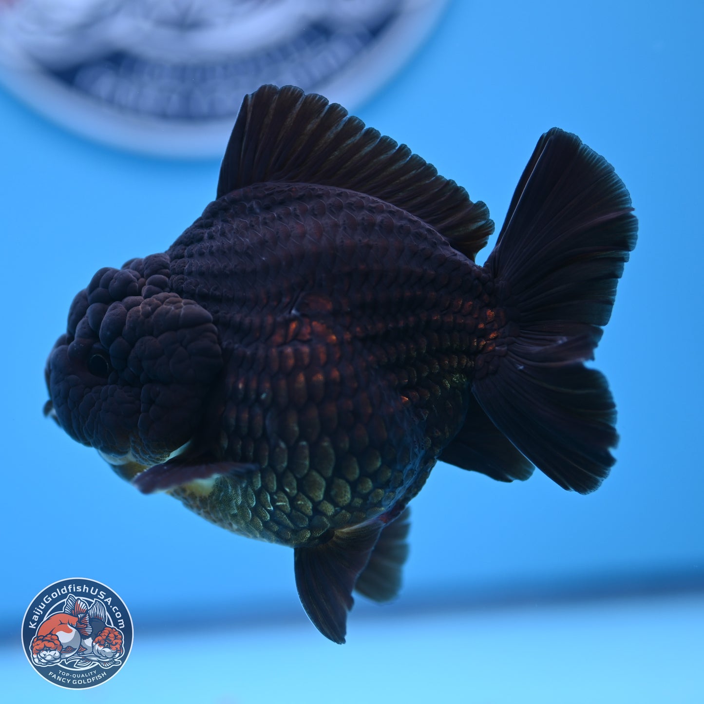 Jet Black YuanBao Oranda 4 inches (241018_OR10) - Kaiju Goldfish USA