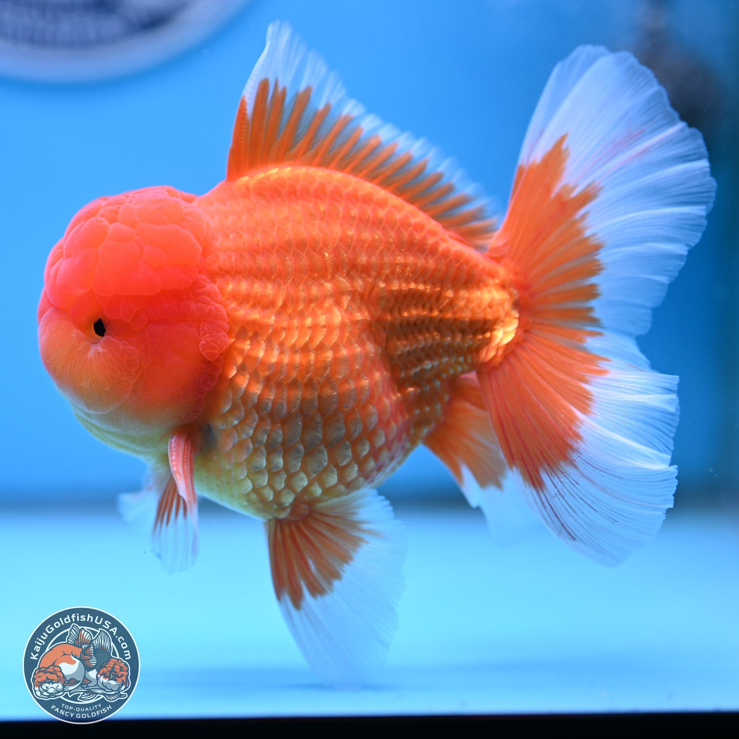 Classic Red Rose Tail Oranda 4 inches Body - Male (250404_OR10)