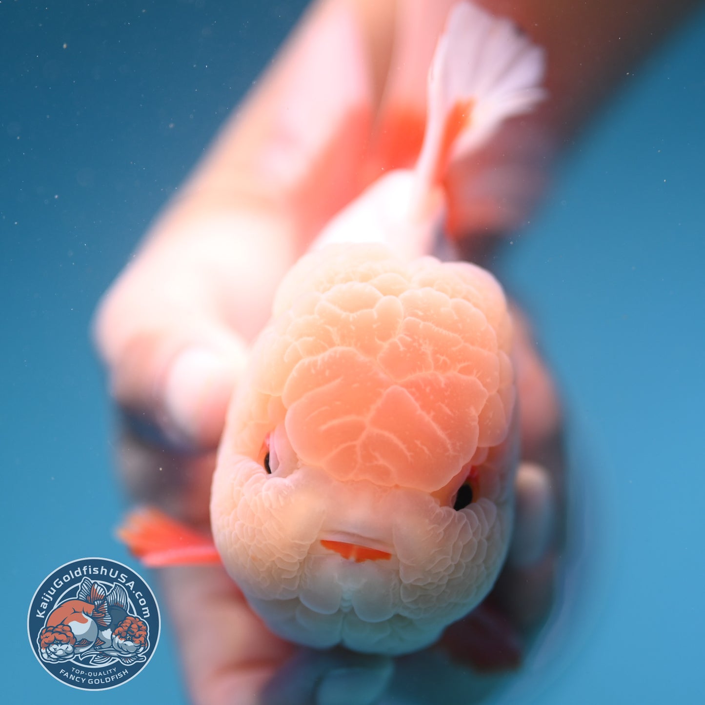 AAA Grade Jade Head Rose Tail Oranda 4.5 inch Body (250912_OR10)