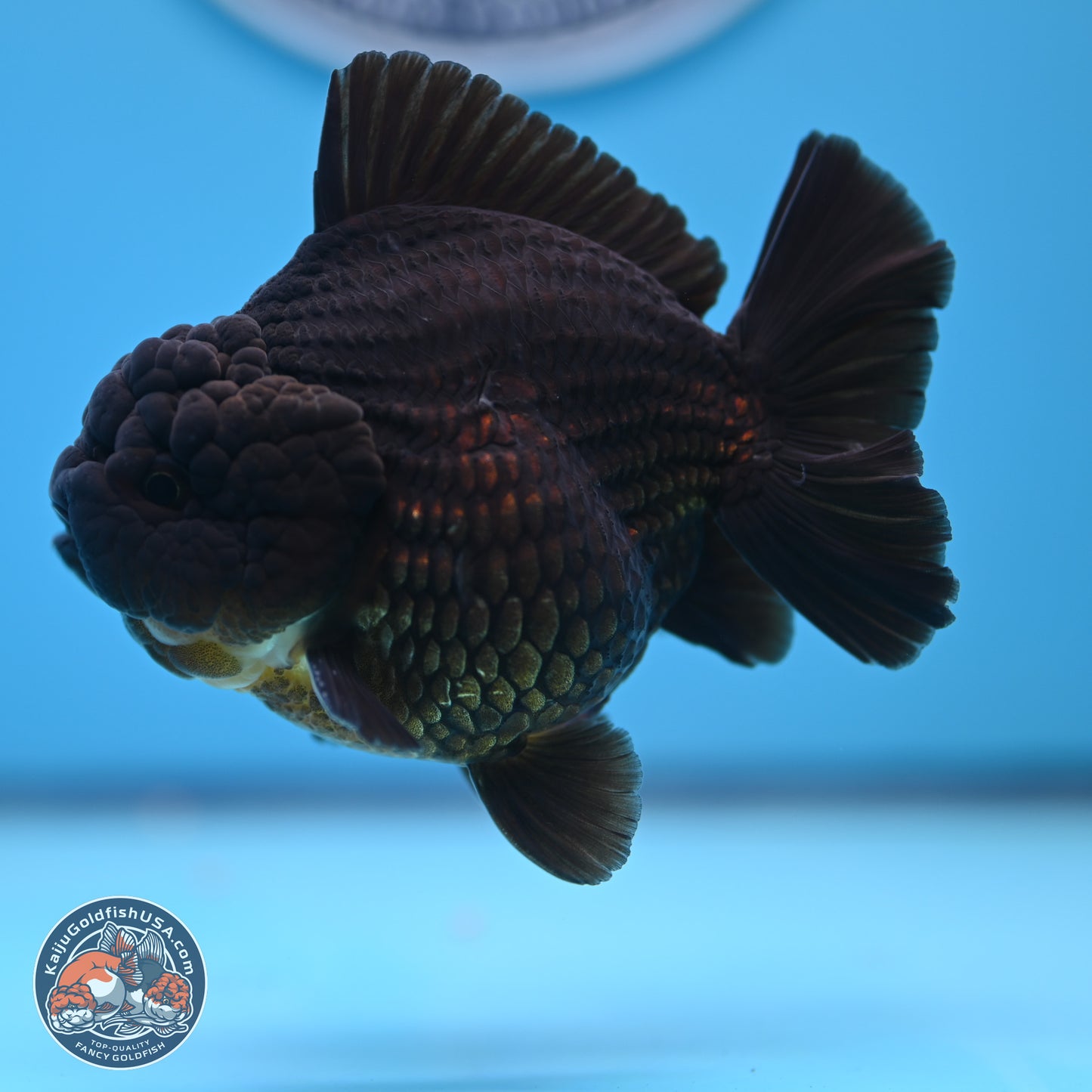 Jet Black YuanBao Oranda 4 inches (241018_OR10) - Kaiju Goldfish USA
