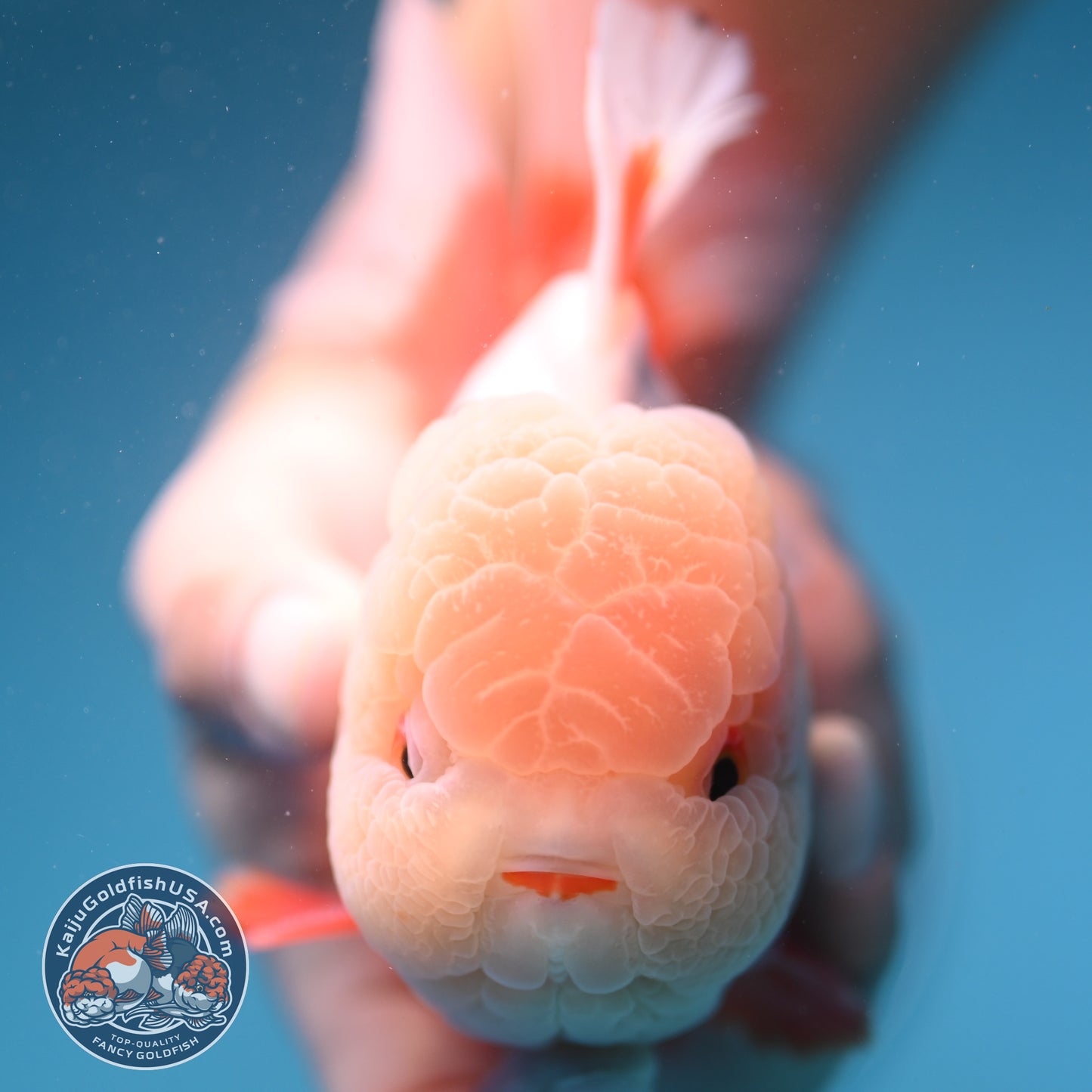 AAA Grade Jade Head Rose Tail Oranda 4.5 inch Body (250912_OR10)