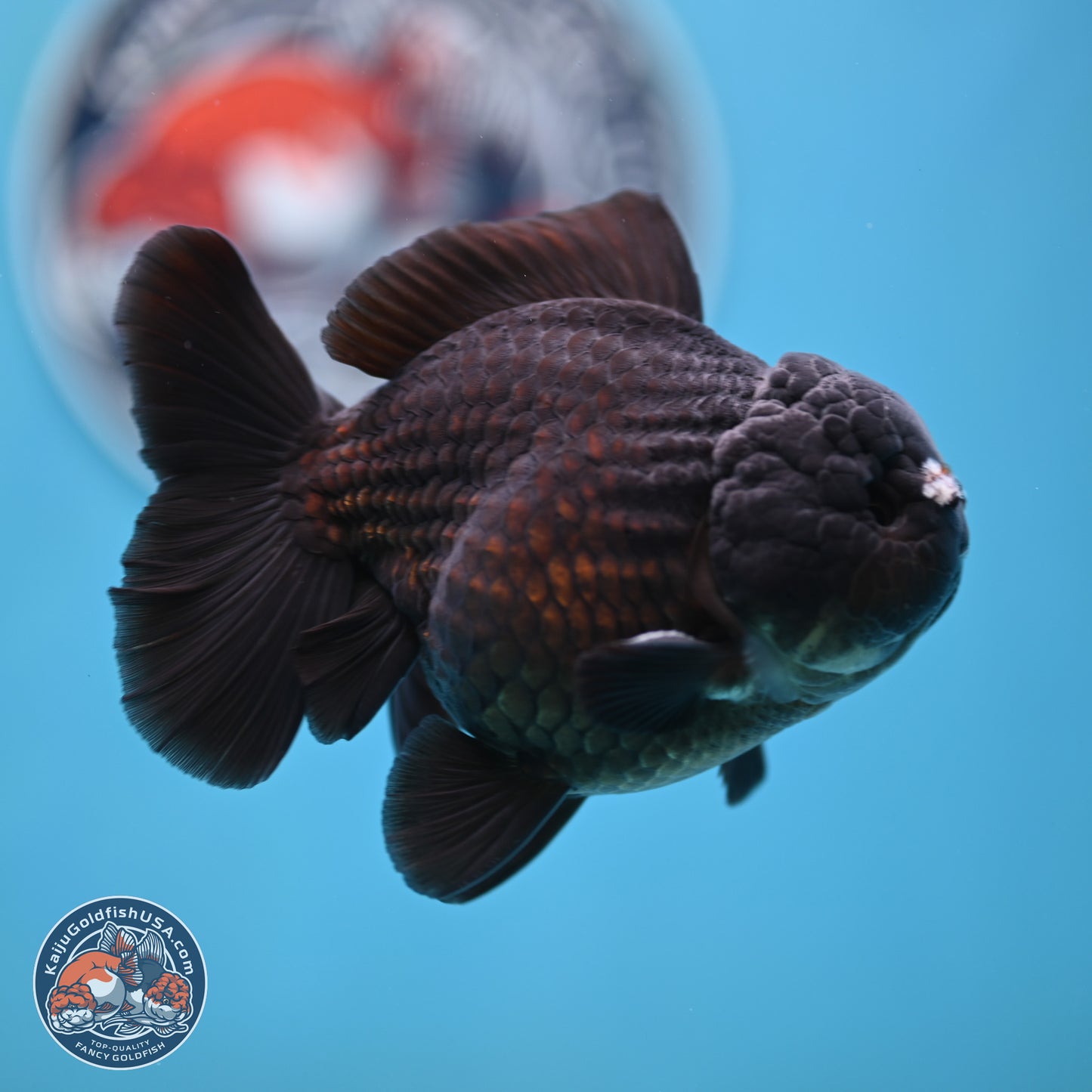 Black YuanBao Oranda 3.5 inches Body - Male (250221_OR10)