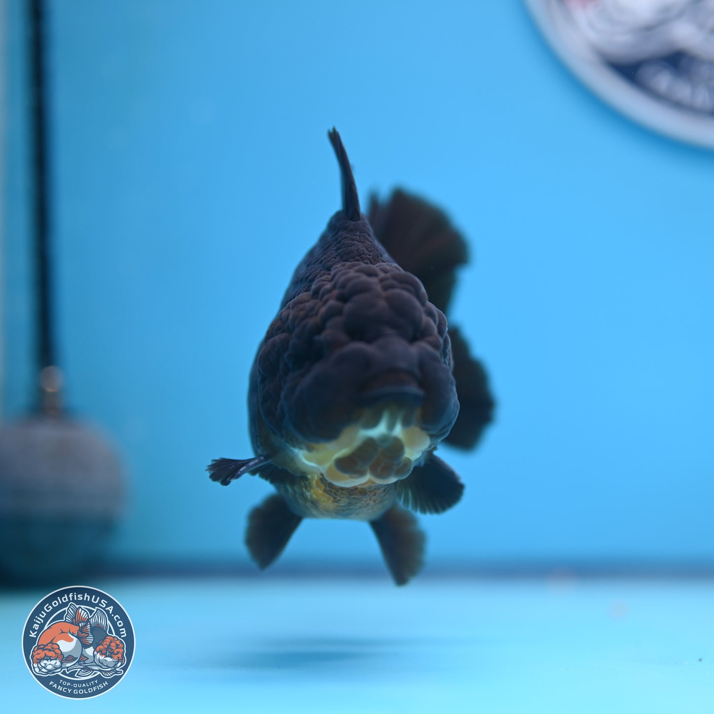 Jet Black YuanBao Oranda 4 inches (241018_OR10) - Kaiju Goldfish USA