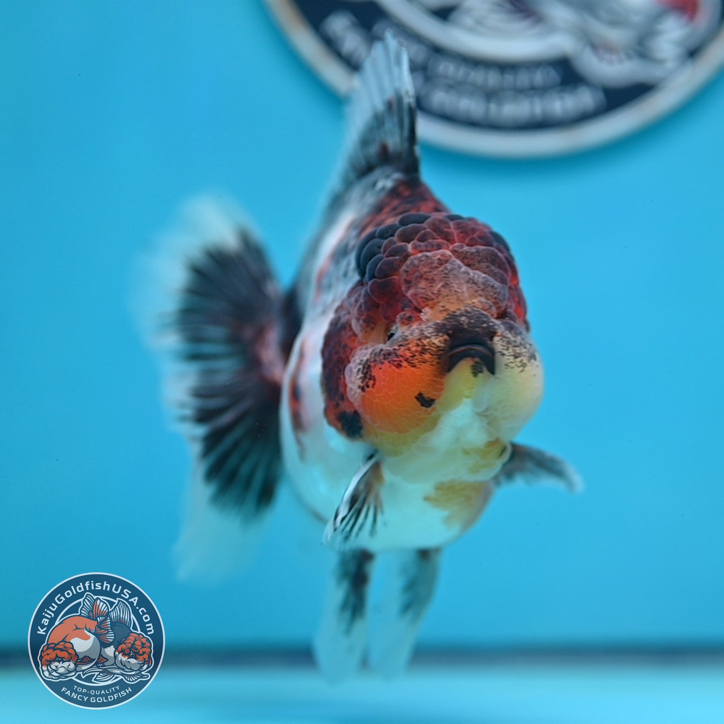 Grey Kirin Rose Tail Oranda 4 inches Body (250516_OR10)