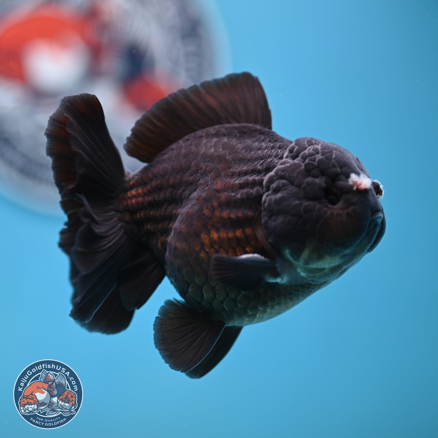 Black YuanBao Oranda 3.5 inches Body - Male (250221_OR10)