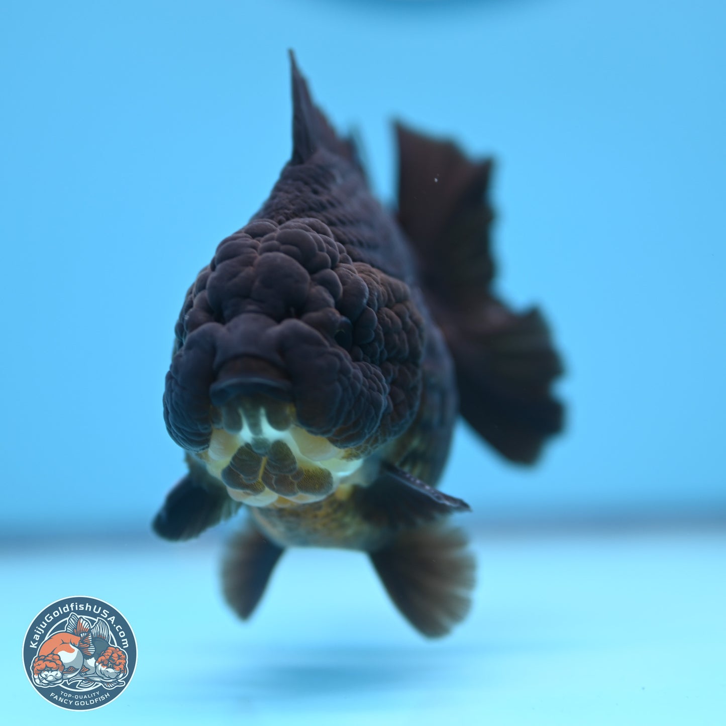 Jet Black YuanBao Oranda 4 inches (241018_OR10) - Kaiju Goldfish USA