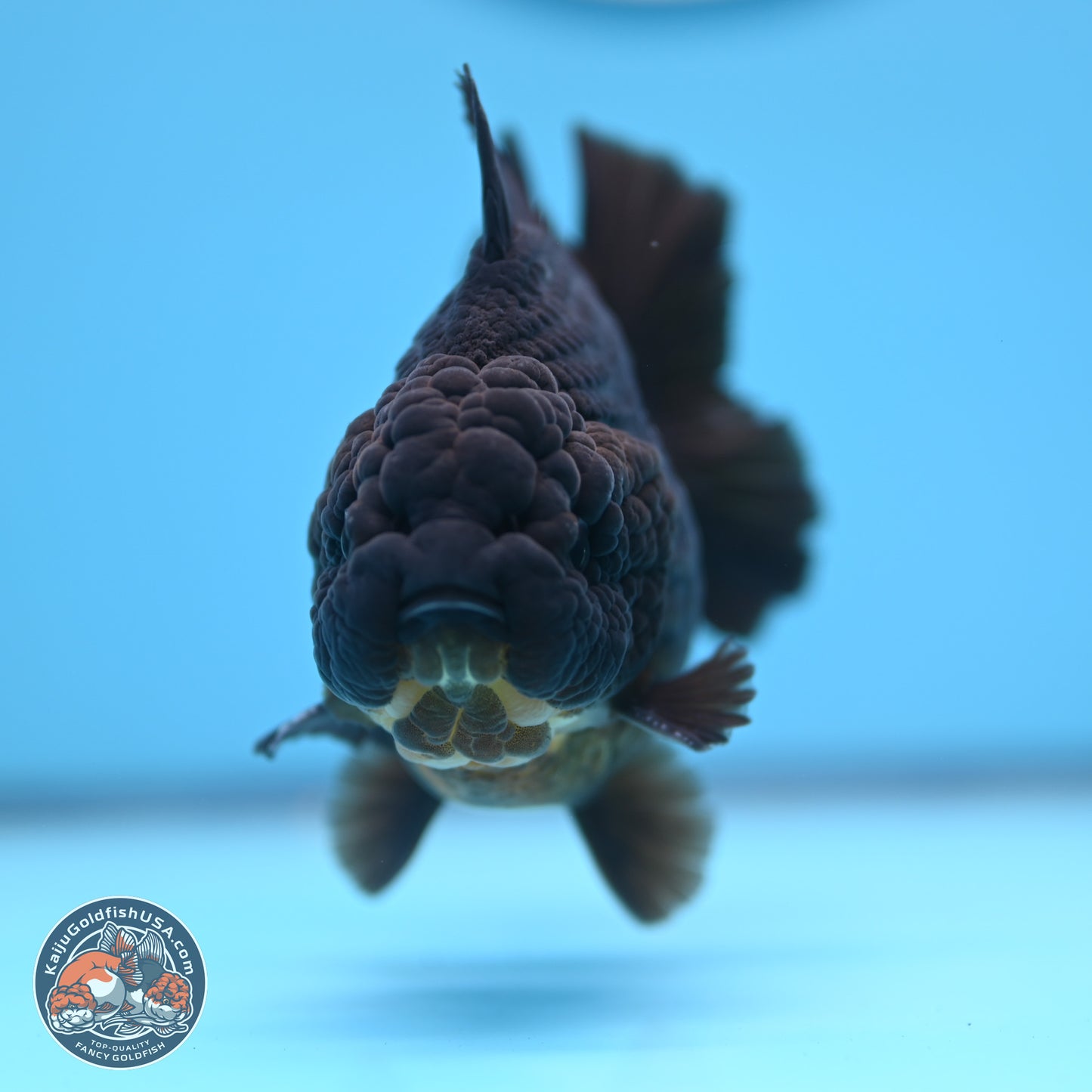 Jet Black YuanBao Oranda 4 inches (241018_OR10) - Kaiju Goldfish USA