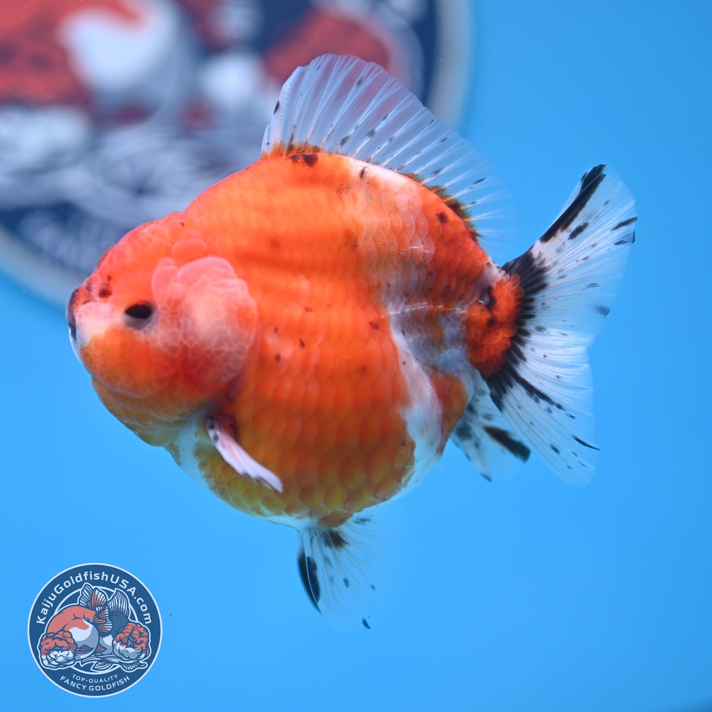 Shogun Tricolor Sakura Oranda 3.5 inches Body (250530_OR10)