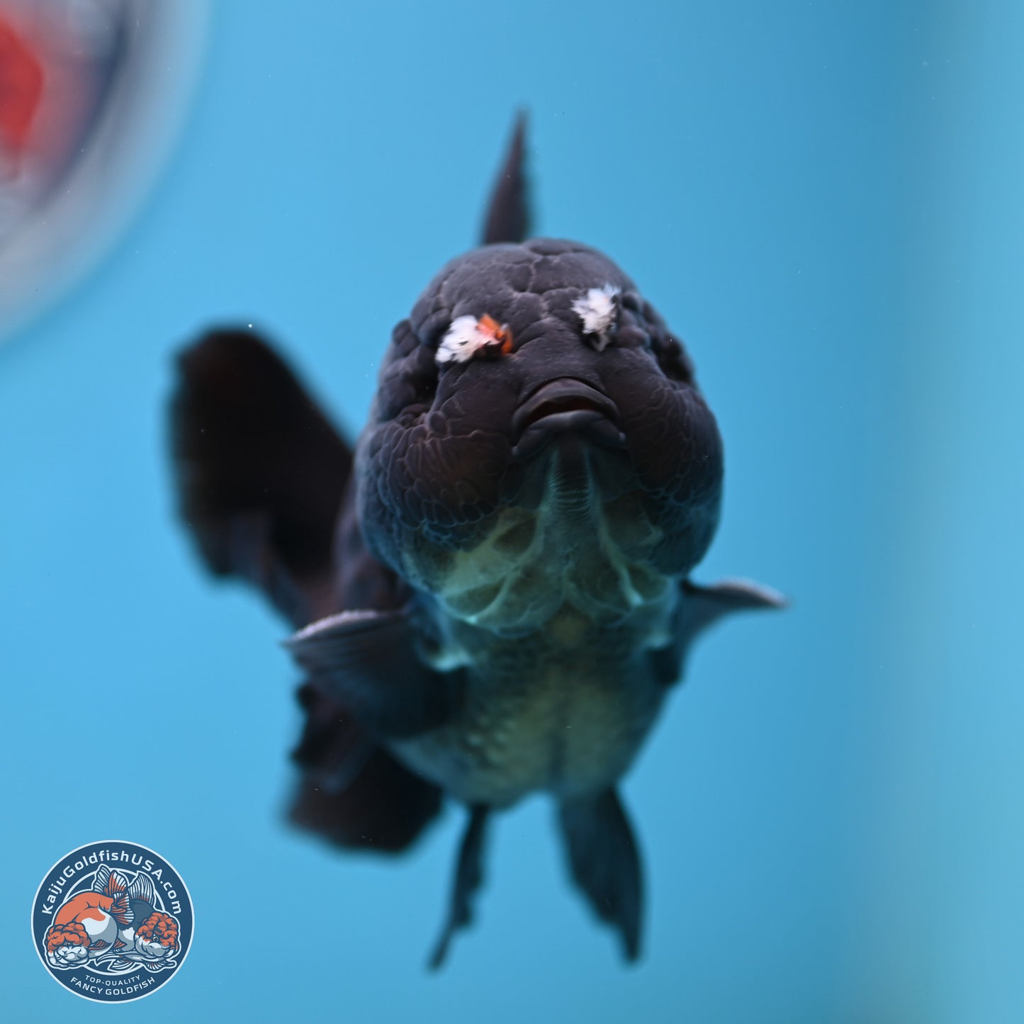 Black YuanBao Oranda 3.5 inches Body - Male (250221_OR10)