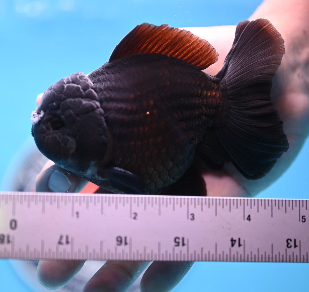 Black YuanBao Oranda 3.5 inches Body - Male (250221_OR10)
