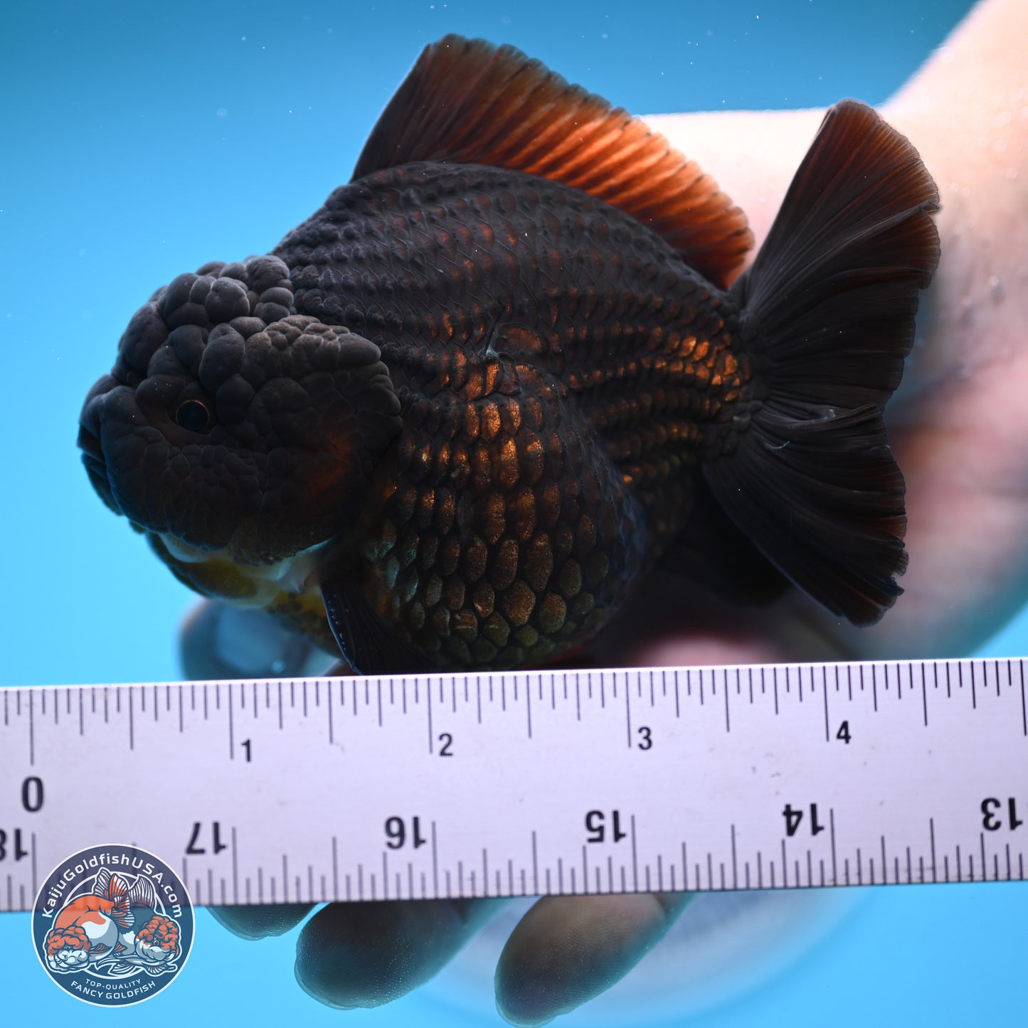 Jet Black YuanBao Oranda 4 inches (241018_OR10) - Kaiju Goldfish USA