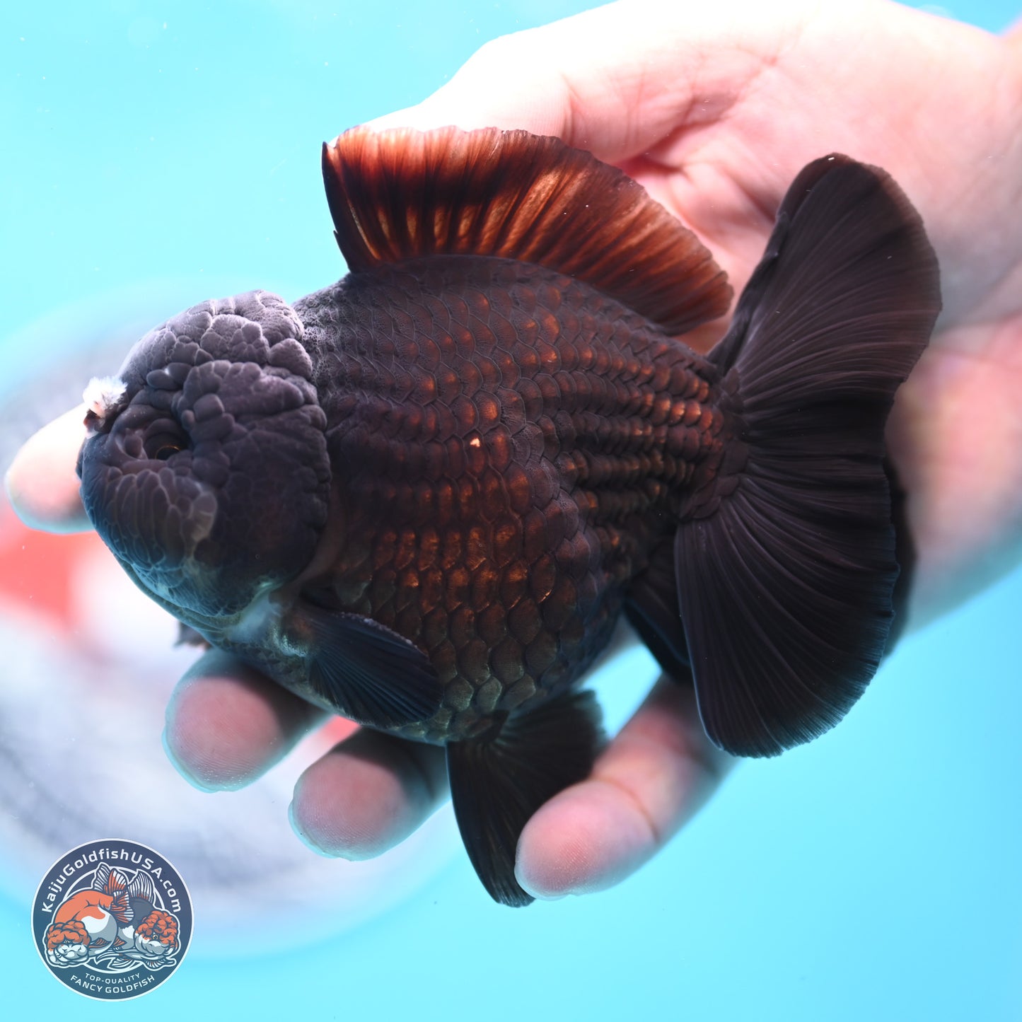 Black YuanBao Oranda 3.5 inches Body - Male (250221_OR10)