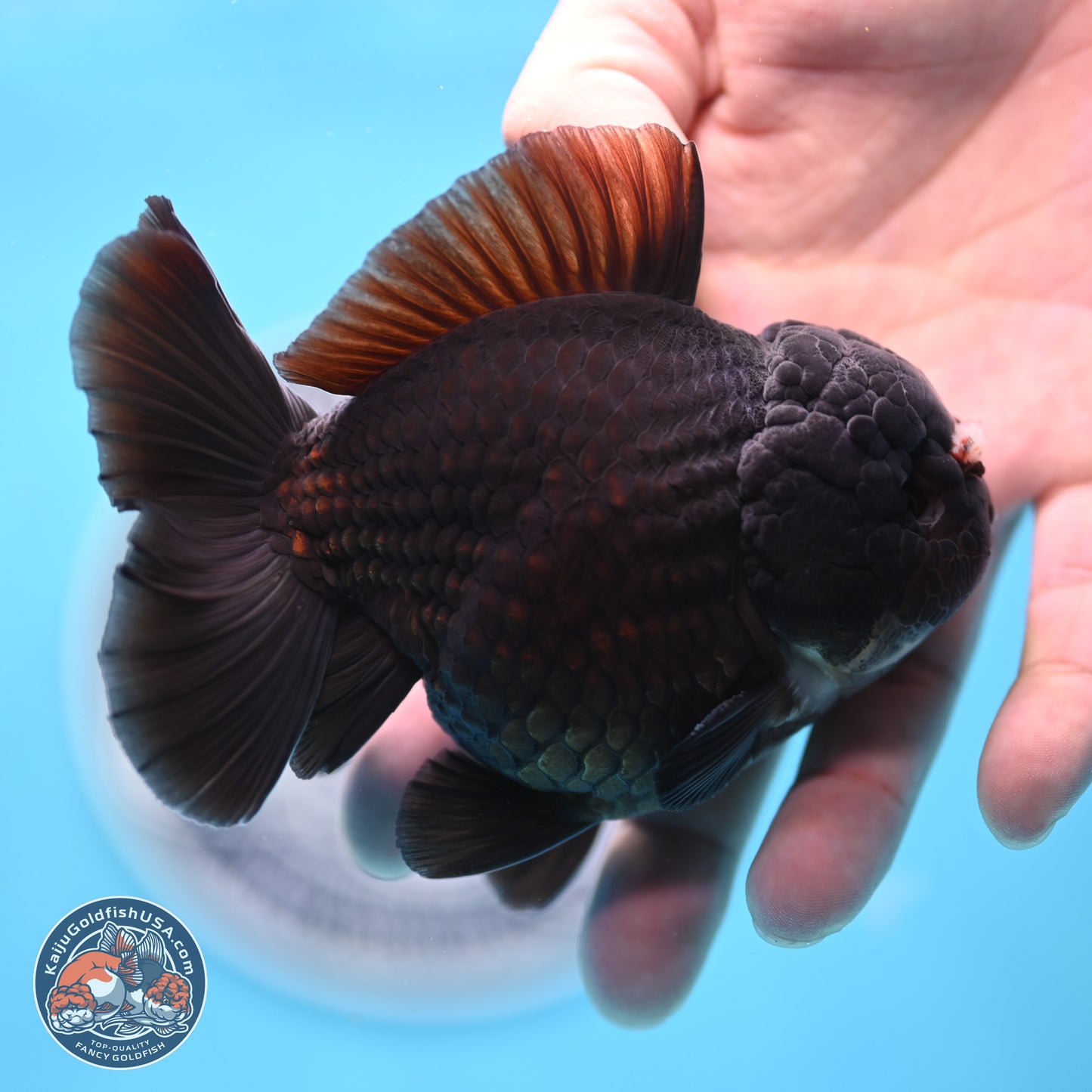 Black YuanBao Oranda 3.5 inches Body - Male (250221_OR10)