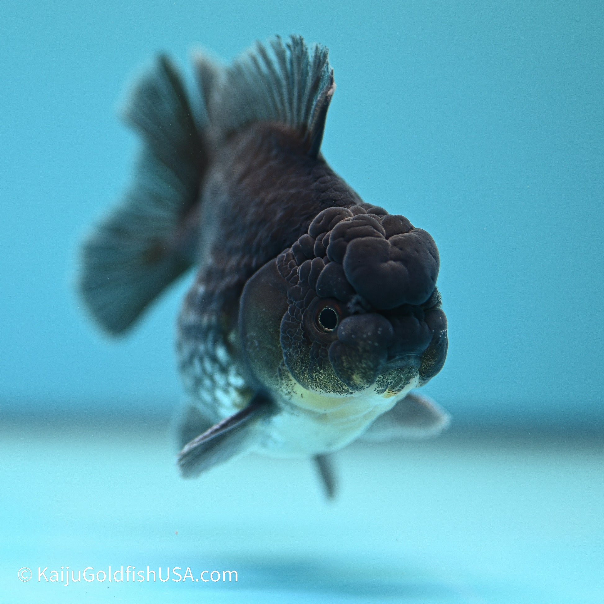 Blue Kirin YuanBao Oranda 3.5 inches (240524_OR10) - Kaiju Goldfish USA