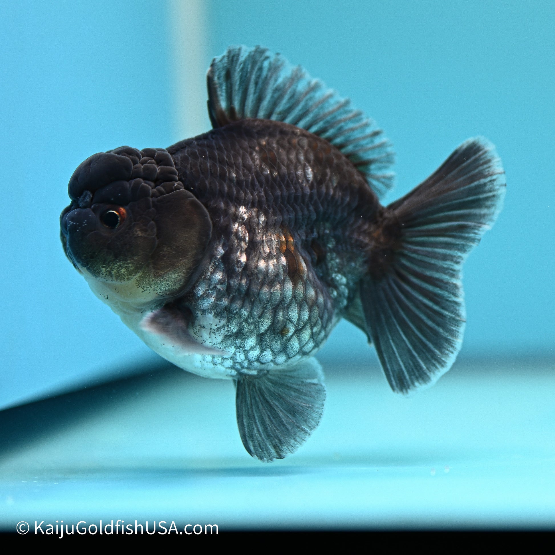 Blue Kirin YuanBao Oranda 3.5 inches (240524_OR10) - Kaiju Goldfish USA