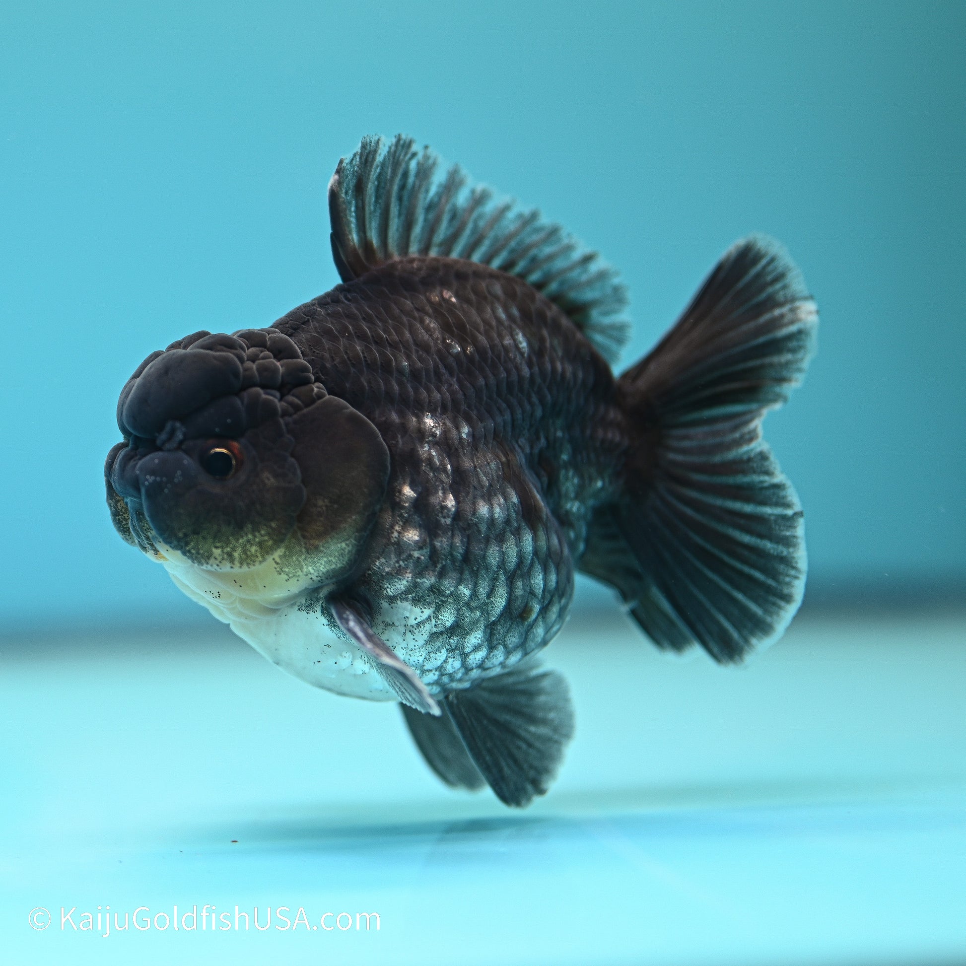 Blue Kirin YuanBao Oranda 3.5 inches (240524_OR10) - Kaiju Goldfish USA