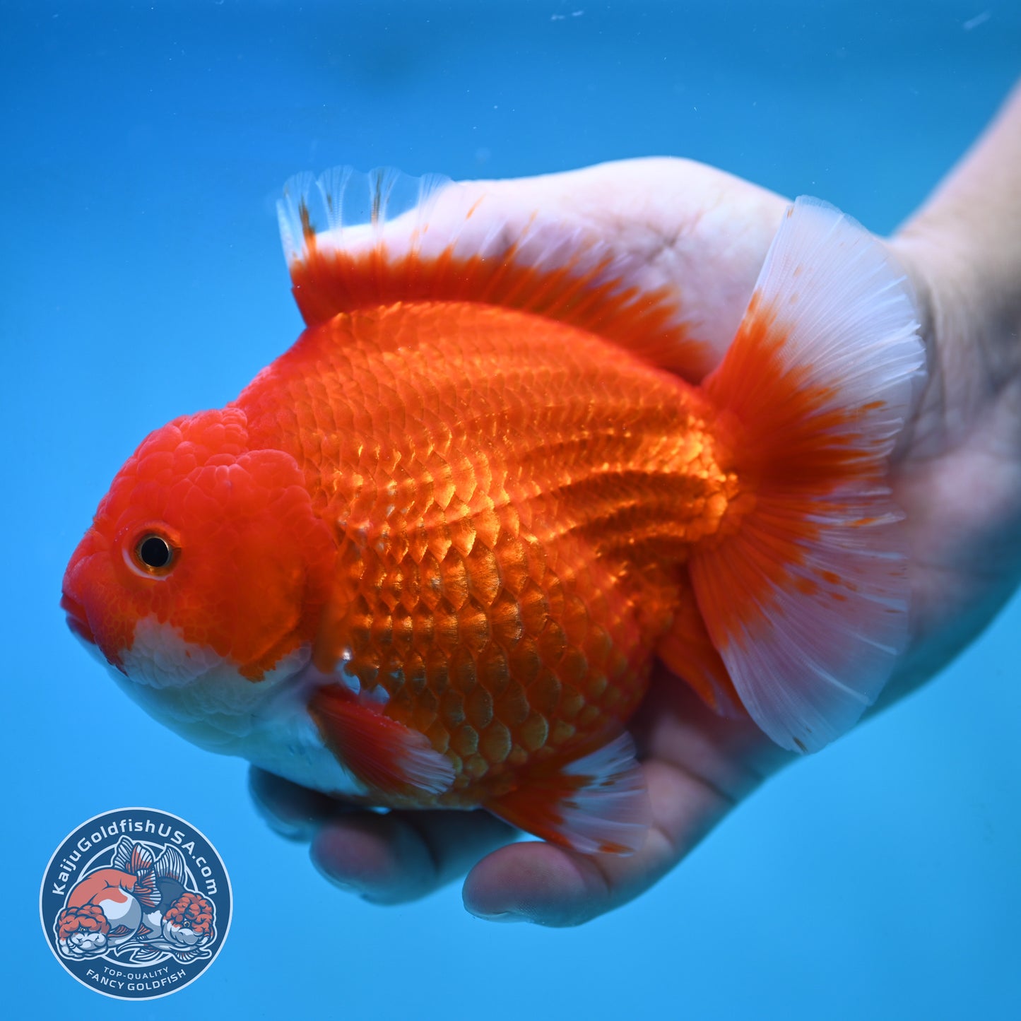 Red White Oranda 4.5 inch Body (250905_OR10)