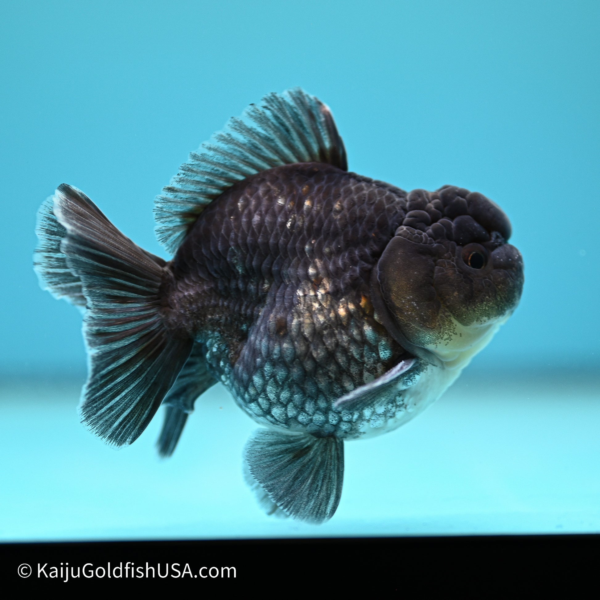 Blue Kirin YuanBao Oranda 3.5 inches (240524_OR10) - Kaiju Goldfish USA