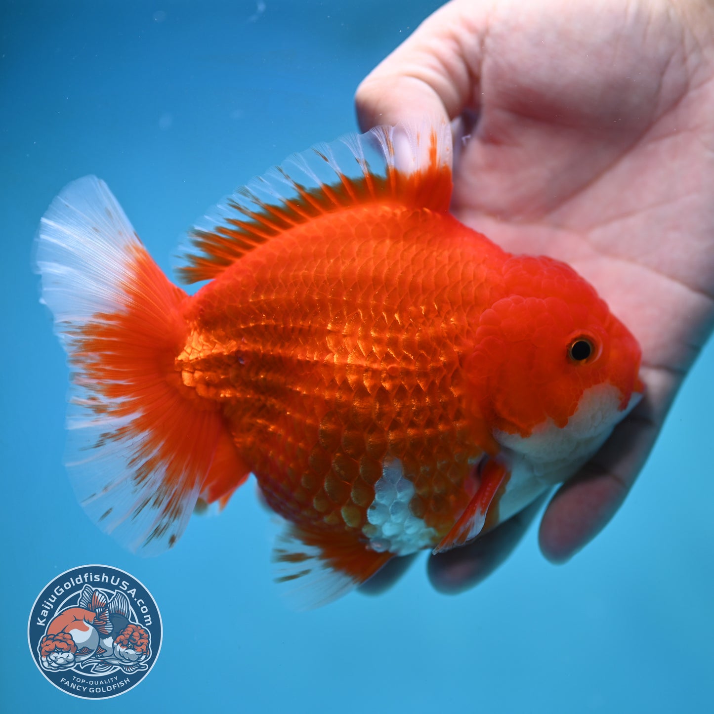 Red White Oranda 4.5 inch Body (250905_OR10)
