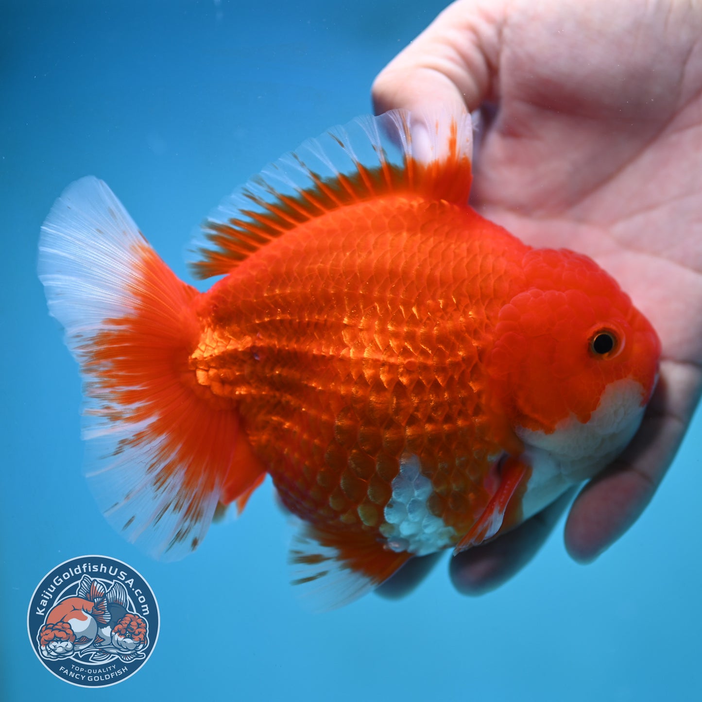 Red White Oranda 4.5 inch Body (250905_OR10)