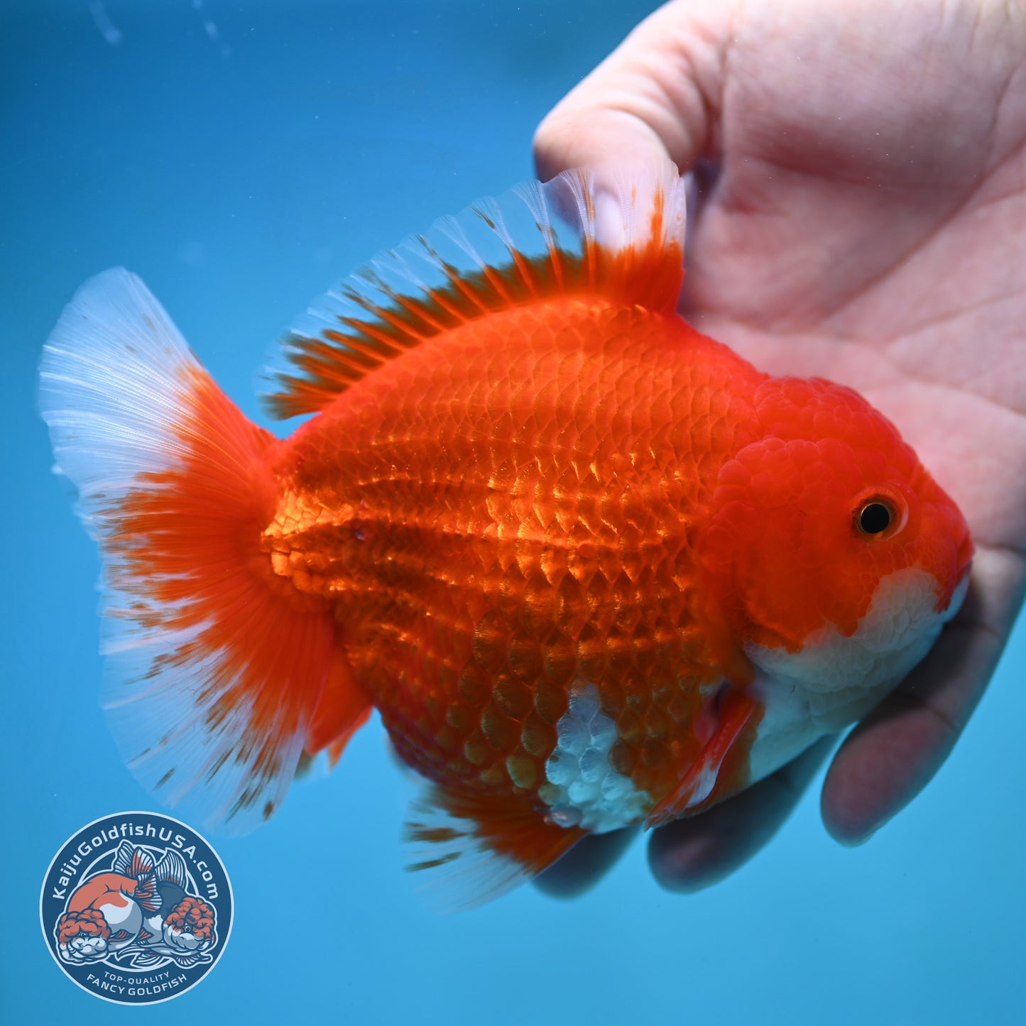 Red White Oranda 4.5 inch Body (250905_OR10)