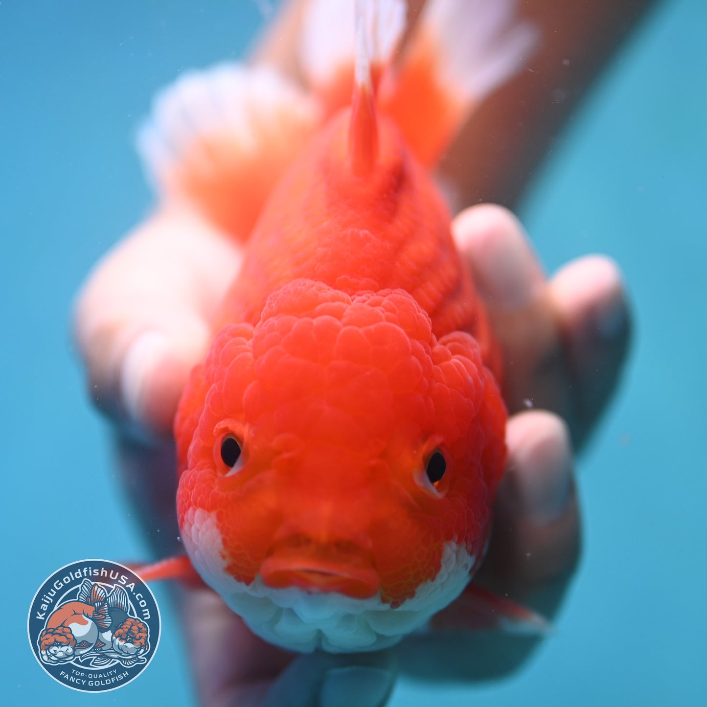 Red White Oranda 4.5 inch Body (250905_OR10)