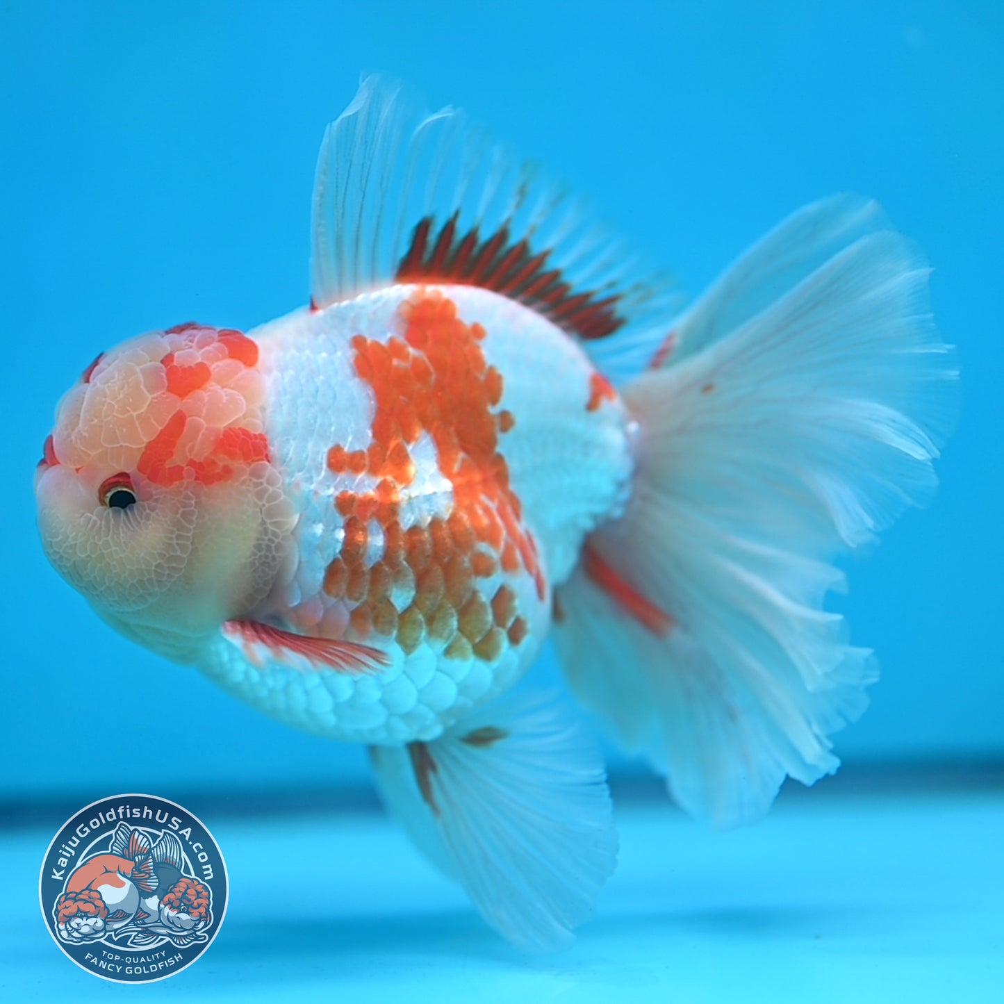 Red White Orchid Tail Oranda 3.8 inch Body (250613_OR10)