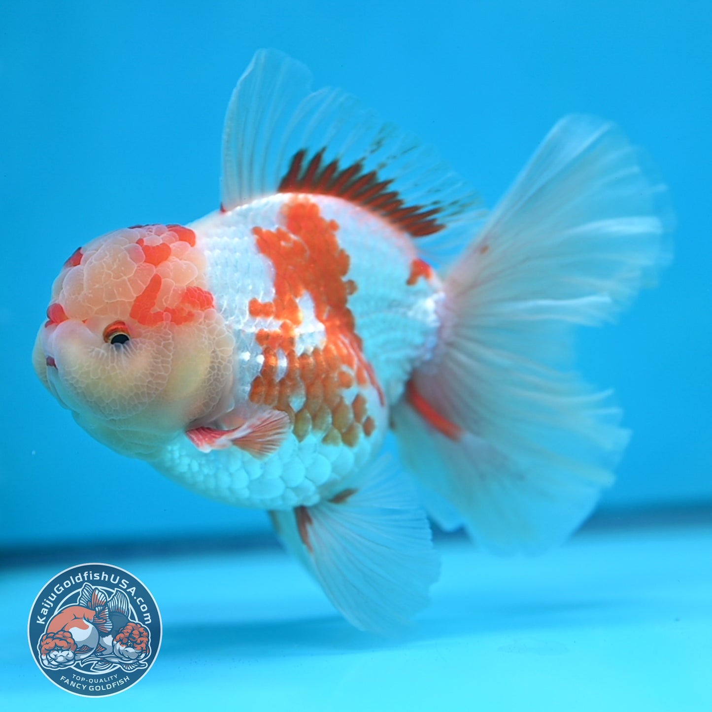 Red White Orchid Tail Oranda 3.8 inch Body (250613_OR10)