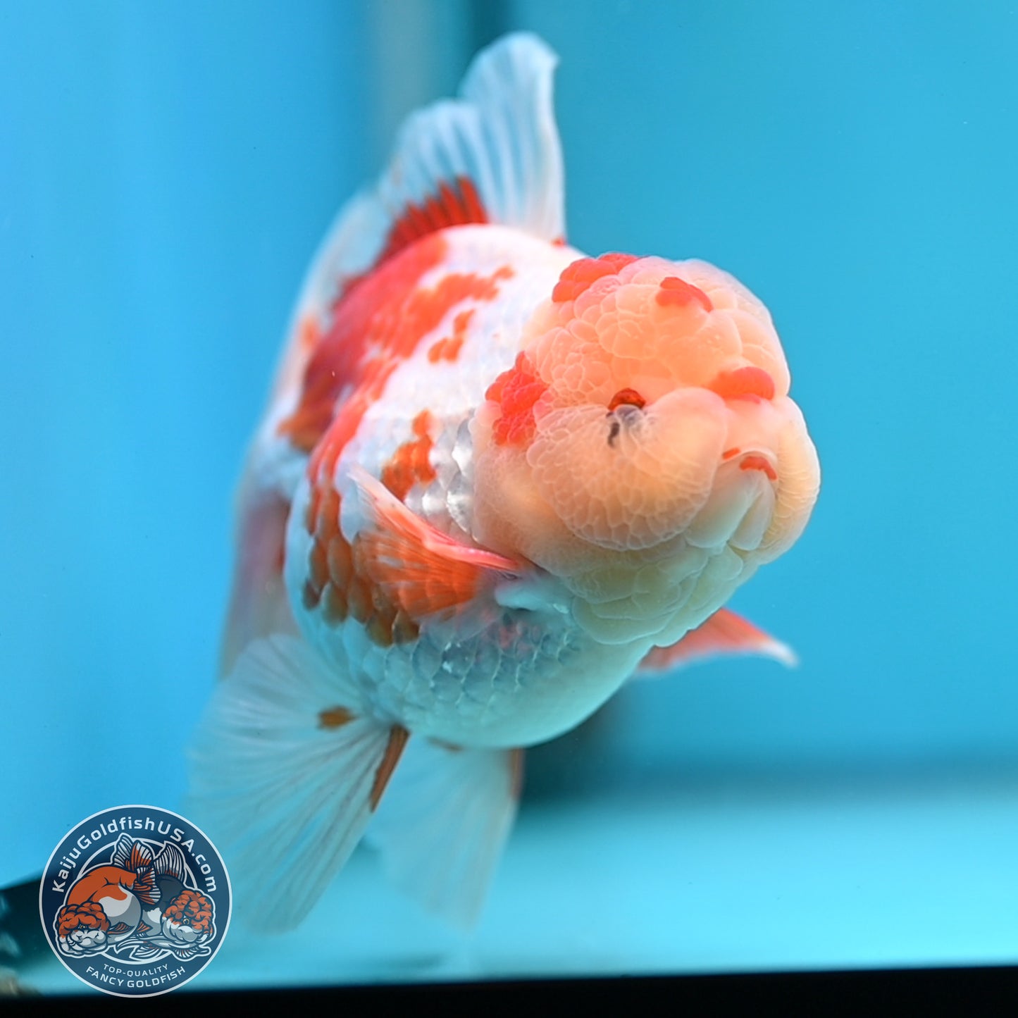 Red White Orchid Tail Oranda 3.8 inch Body (250613_OR10)