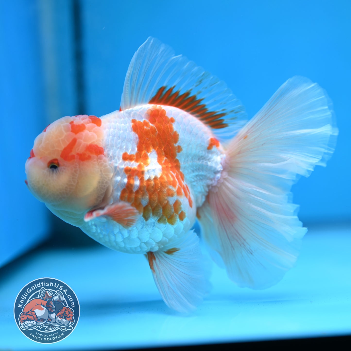 Red White Orchid Tail Oranda 3.8 inch Body (250613_OR10)