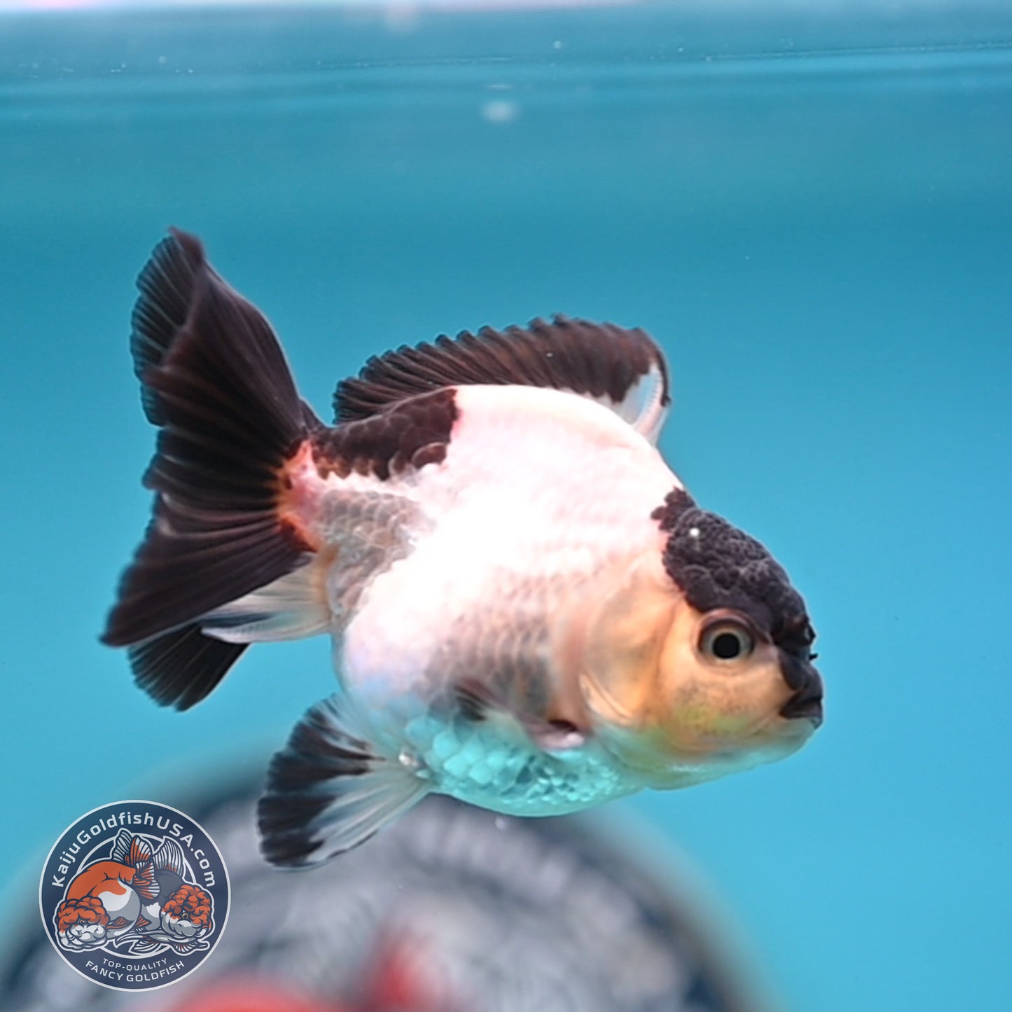 FREE2DAY Shipping - Panda Oranda 3 inches Body (250523_OR10)