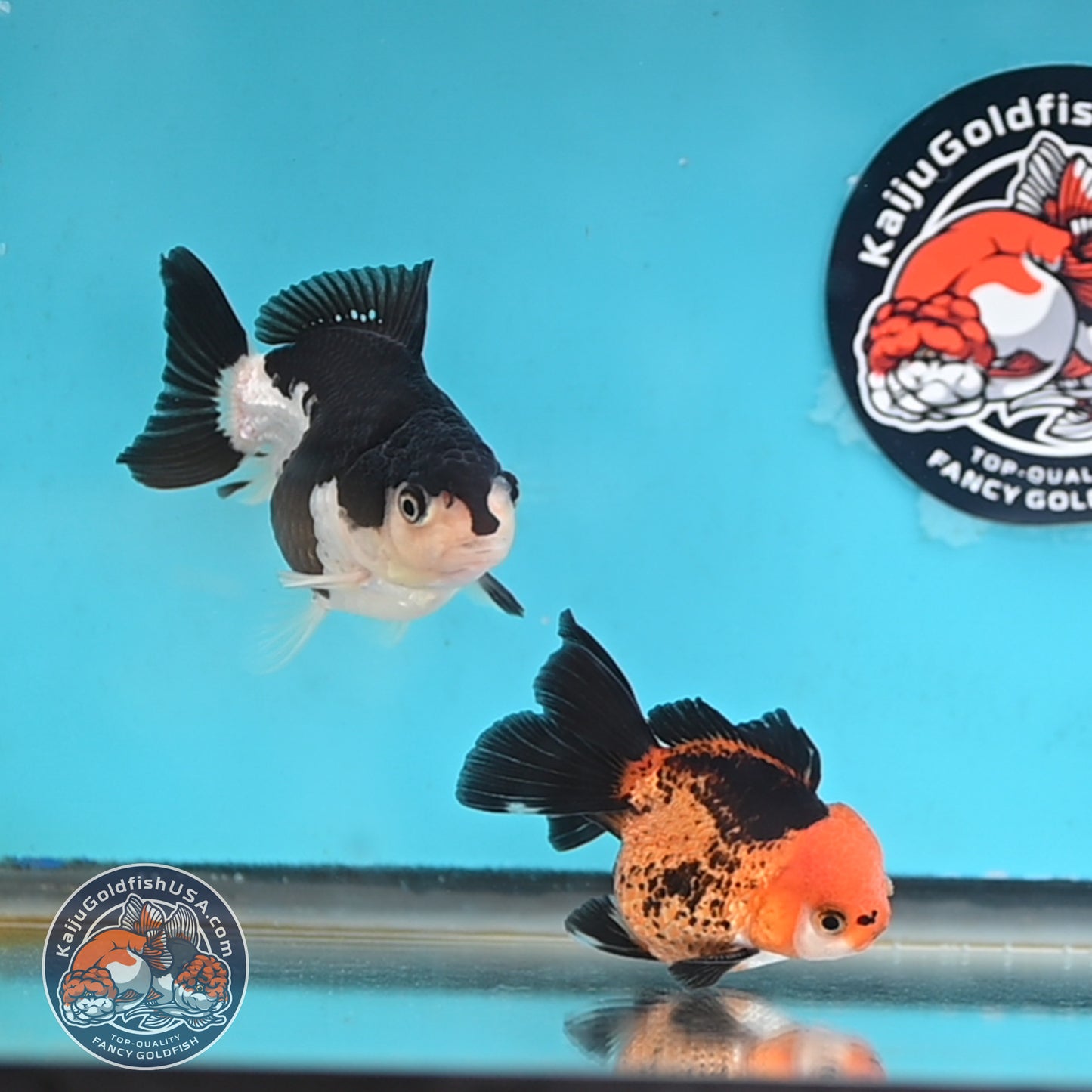2-Pack Oranda 3 inches Body (250509_OR10)