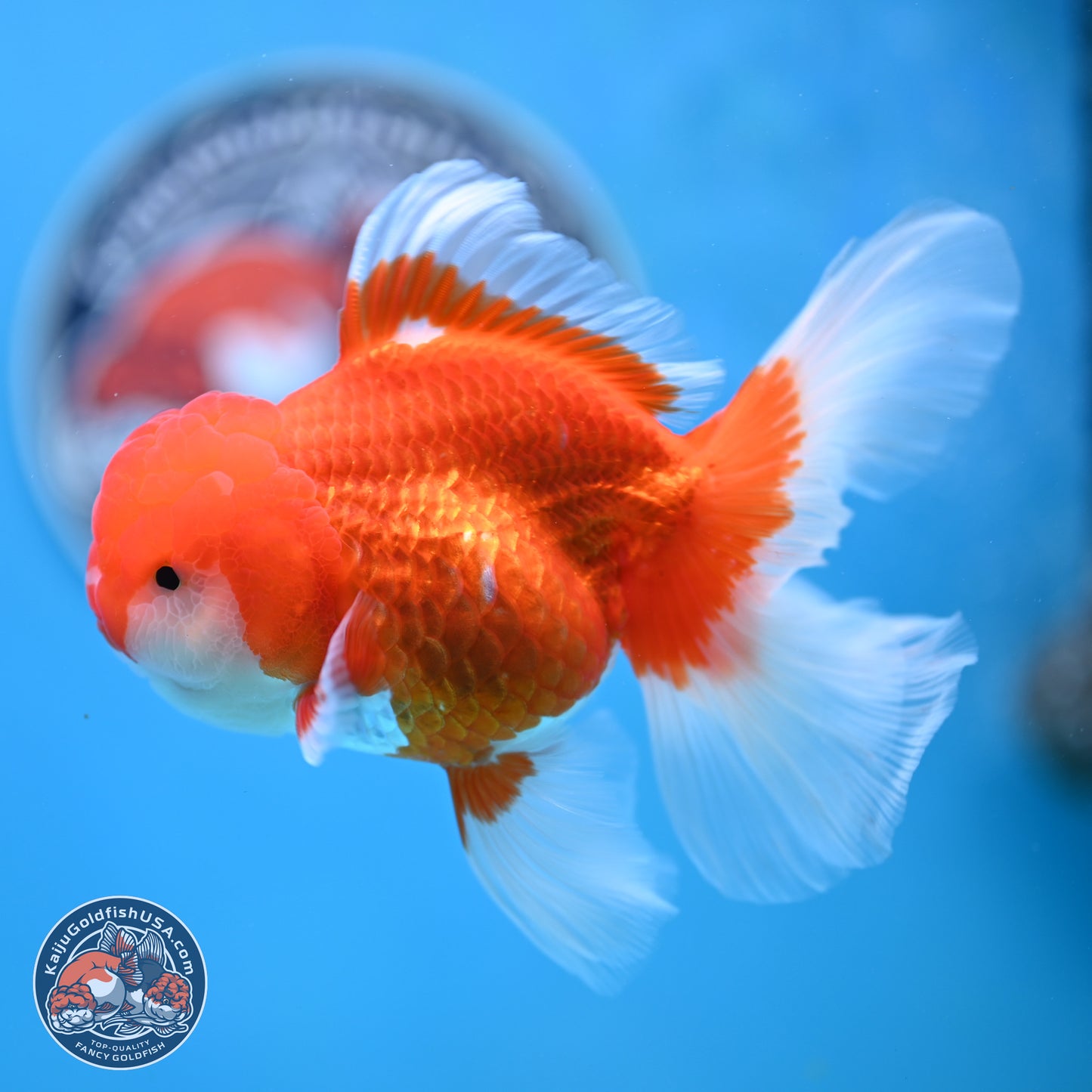 Red White Rose Tail Oranda 3.5 inches Body - Male (250404_OR11)