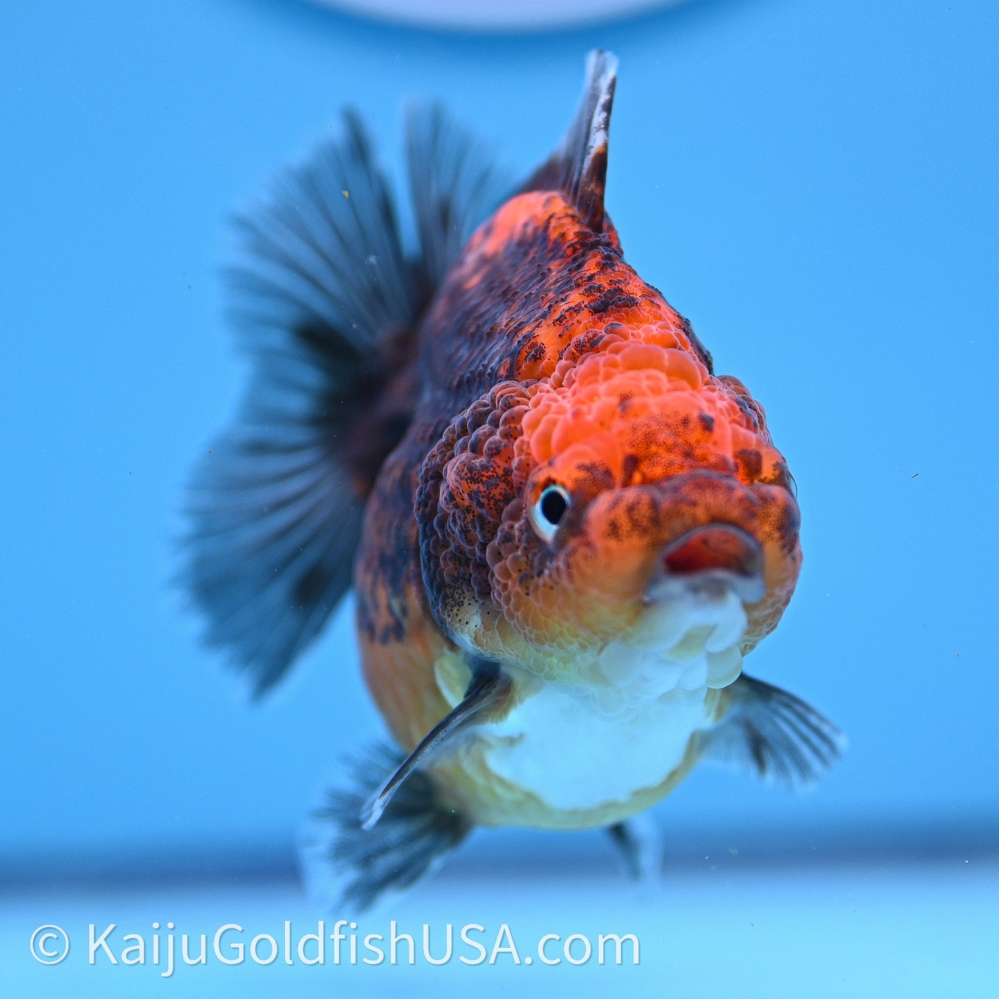Shogun Godzilla Red Kirin Oranda 3.25in Body (240726_OR11) - Kaiju Goldfish USA